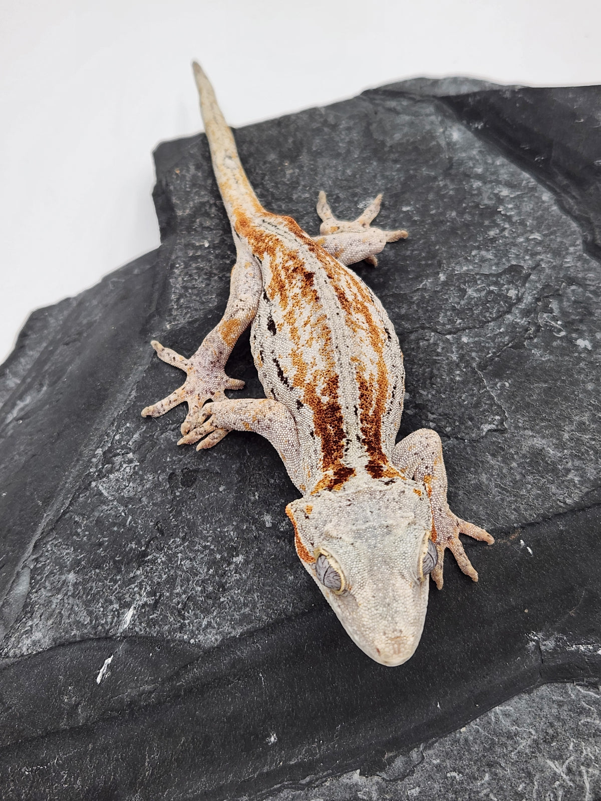 Gargoyle Gecko - Griffin x Licorice - 8-28-23 - Female A