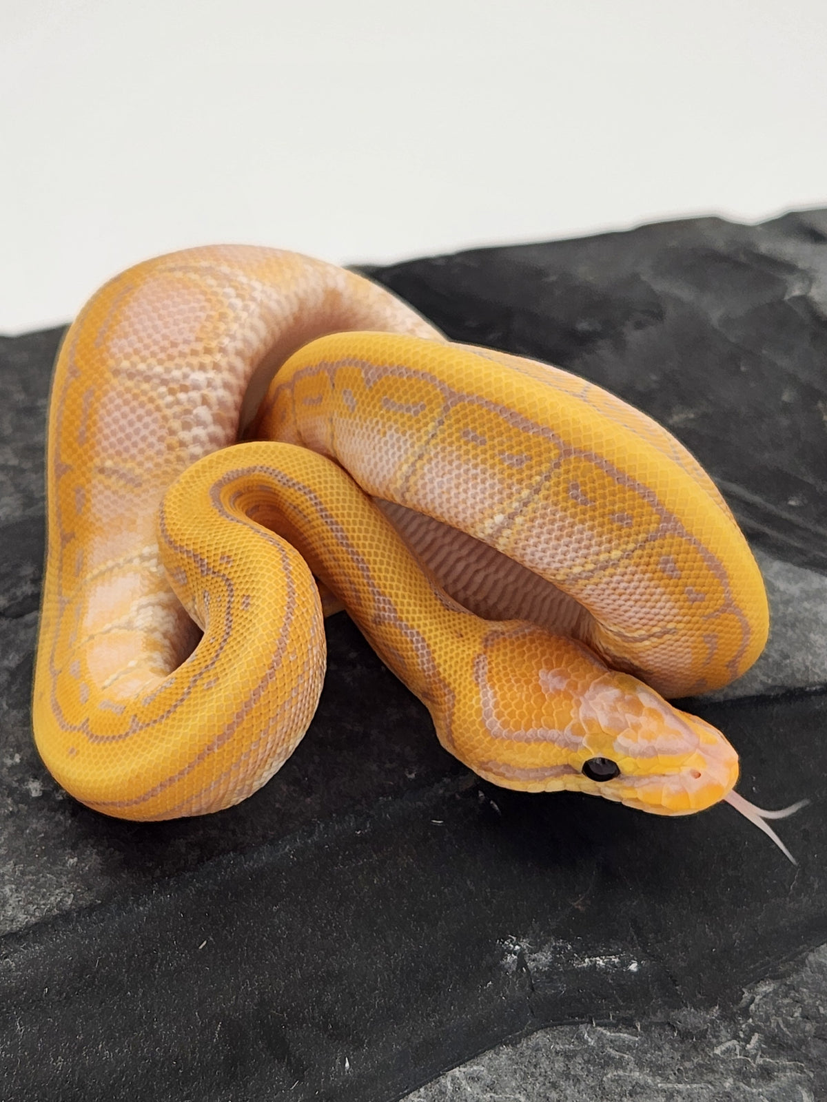 Ball Python - Banana Pinstripe 50PH Tri Stripe - Female