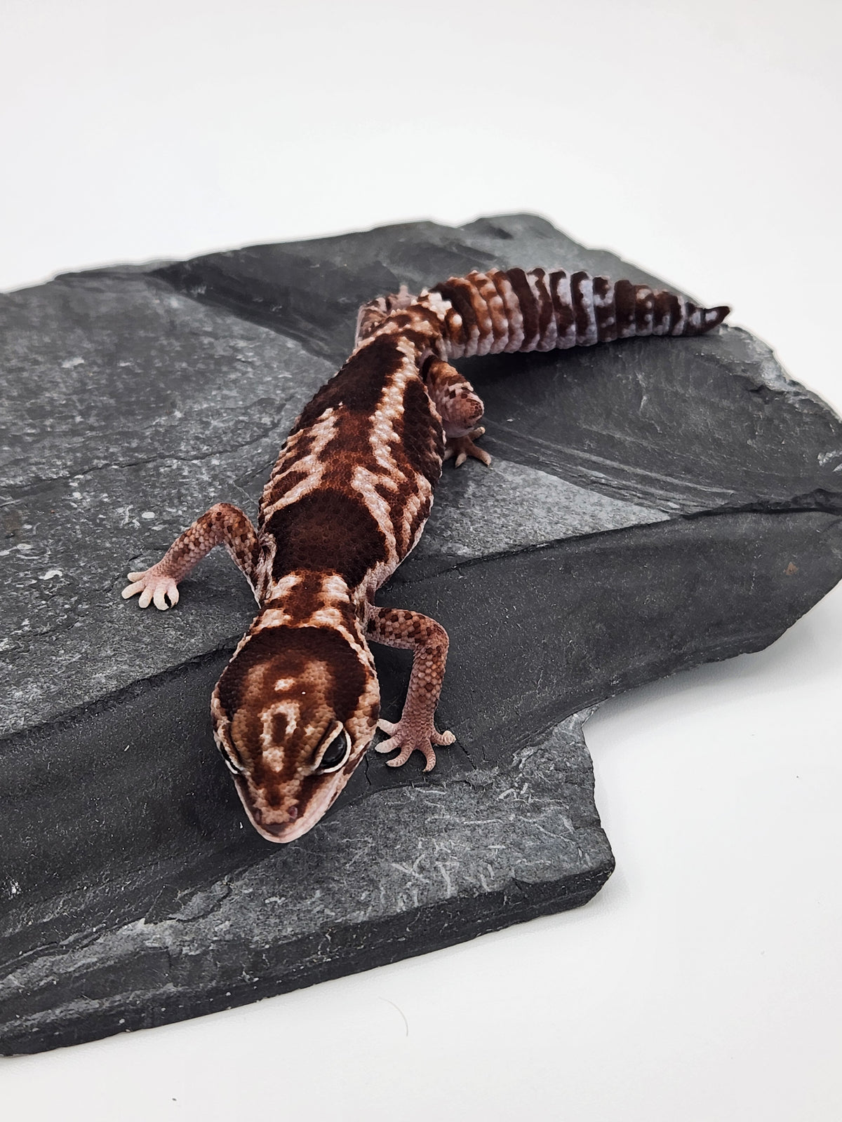 African Fat-Tailed Gecko - Aberrant Whiteout - Female