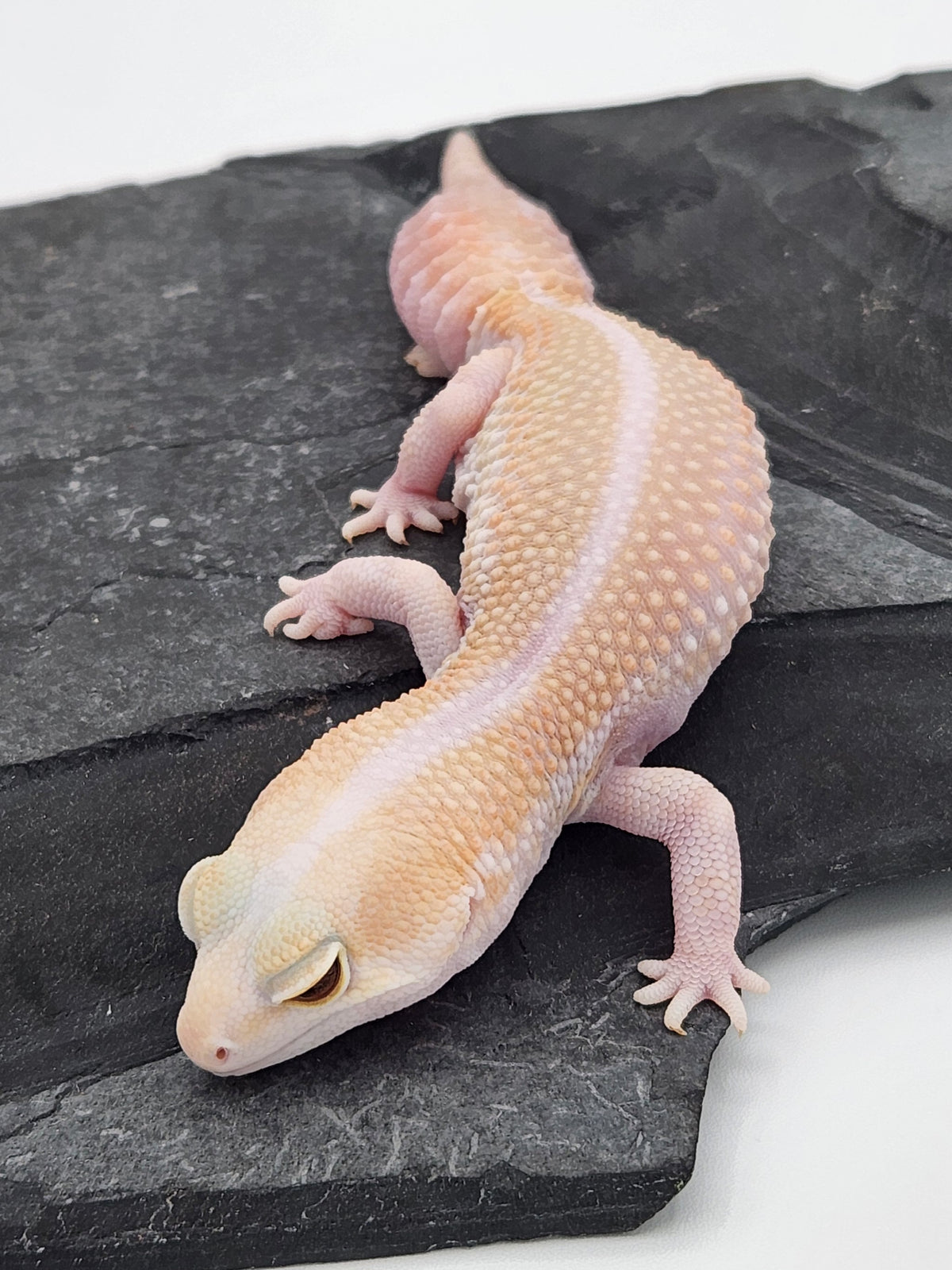 African Fat-Tailed Gecko - Albino Zulu - Female