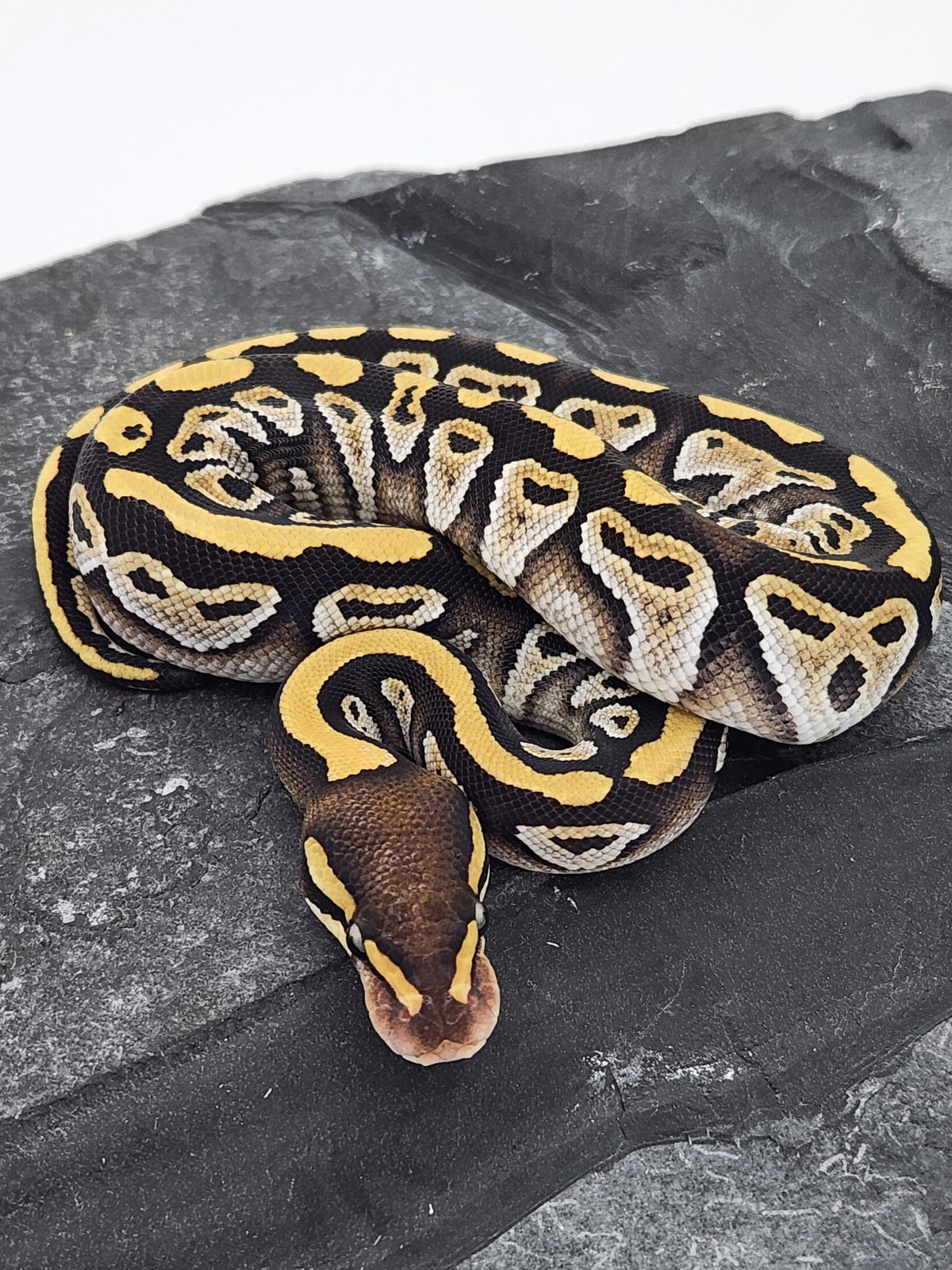 Ball Python - Mojave 3 - Female