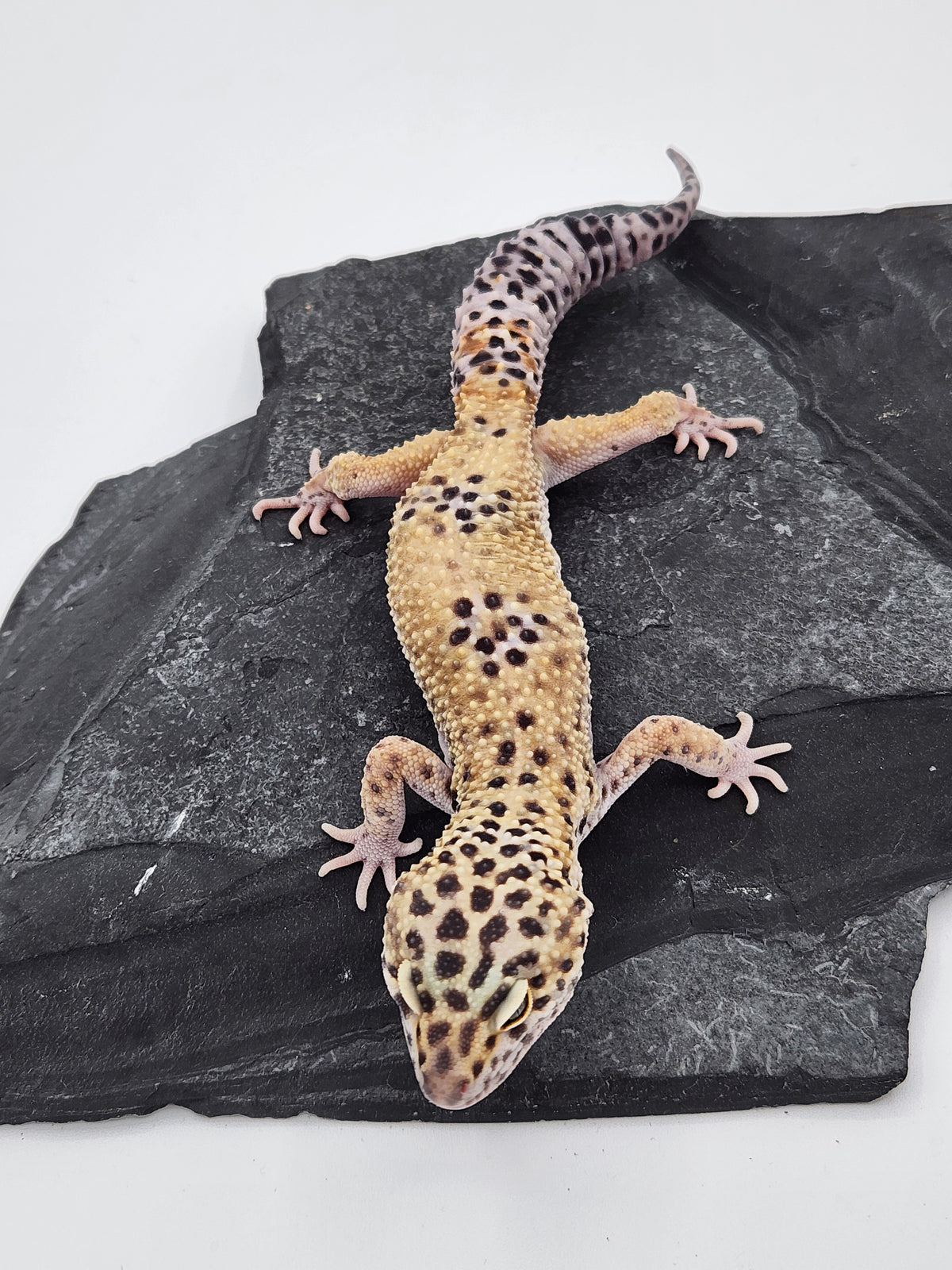 Leopard Gecko - ER2 - Male