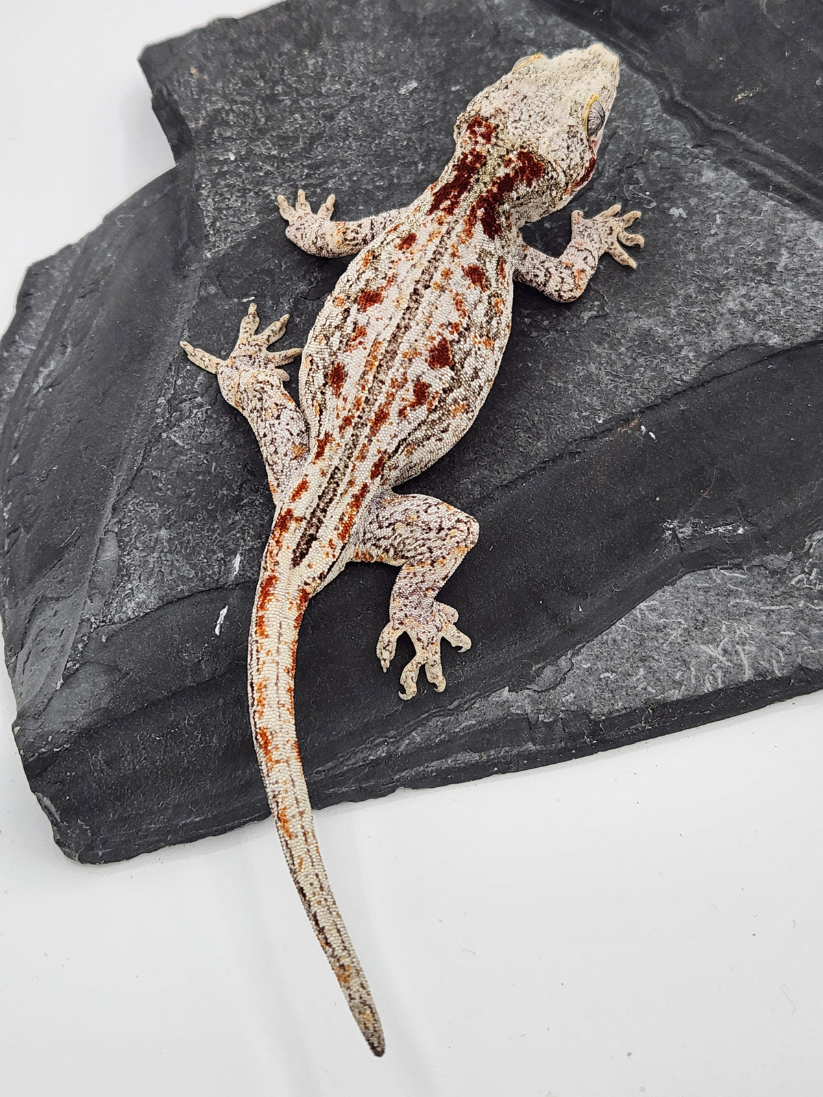 Gargoyle Gecko - 2B - Female