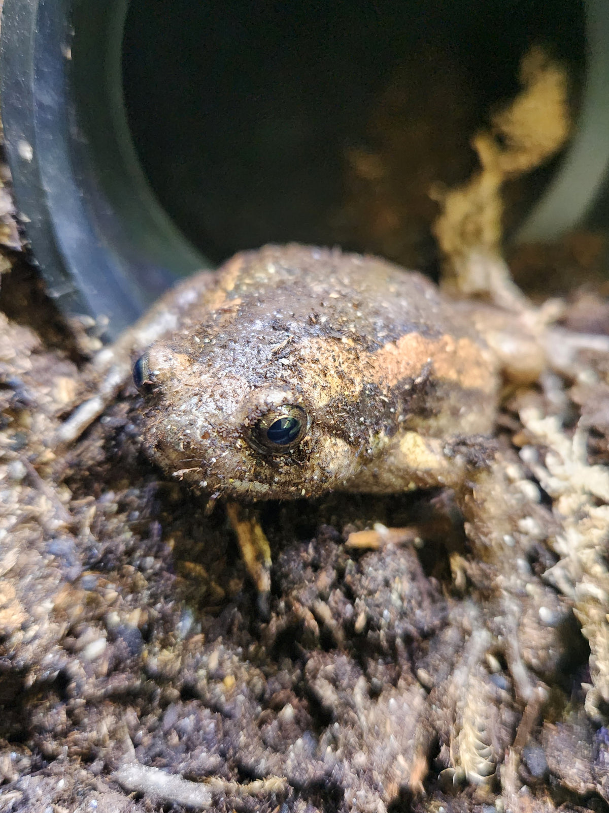 Malaysian Painted Frog - Unsexed