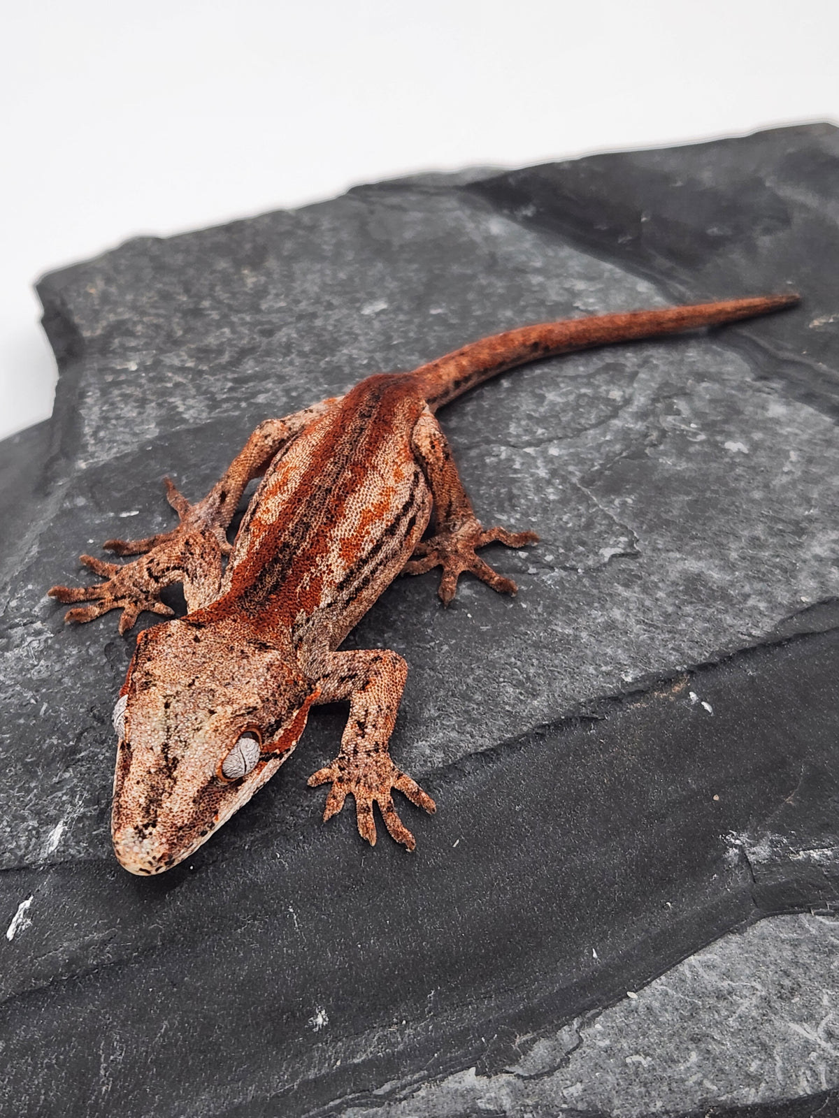 Gargoyle Gecko - Cherry Red x Pink Lady - 9-24-25 - Unsexed