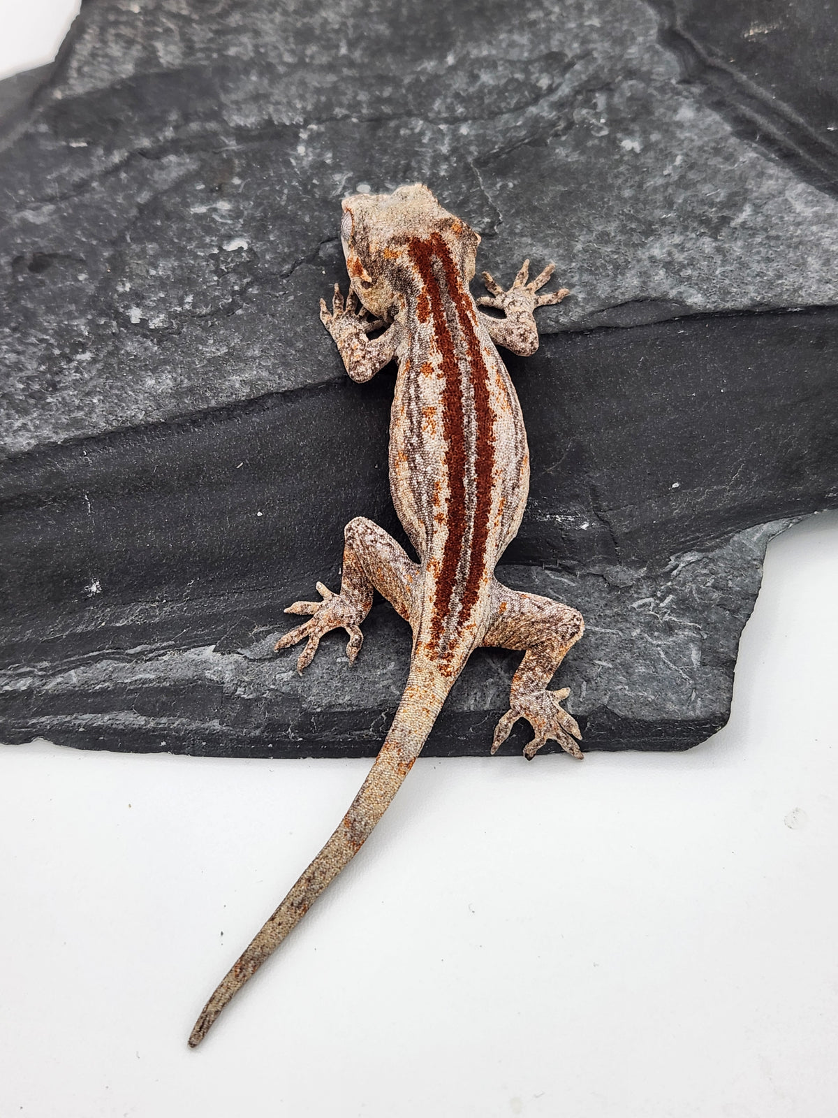Gargoyle Gecko - Cherry Red x Pink Lady - 2-5-26