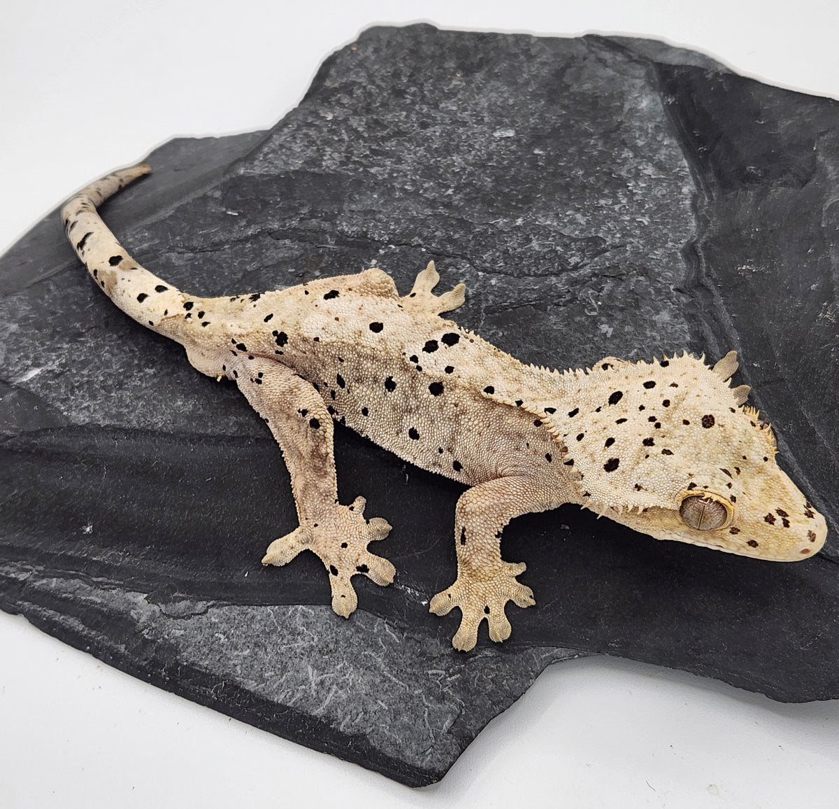 Crested Gecko - Pixel x Poppy - 11-9-23 - Male