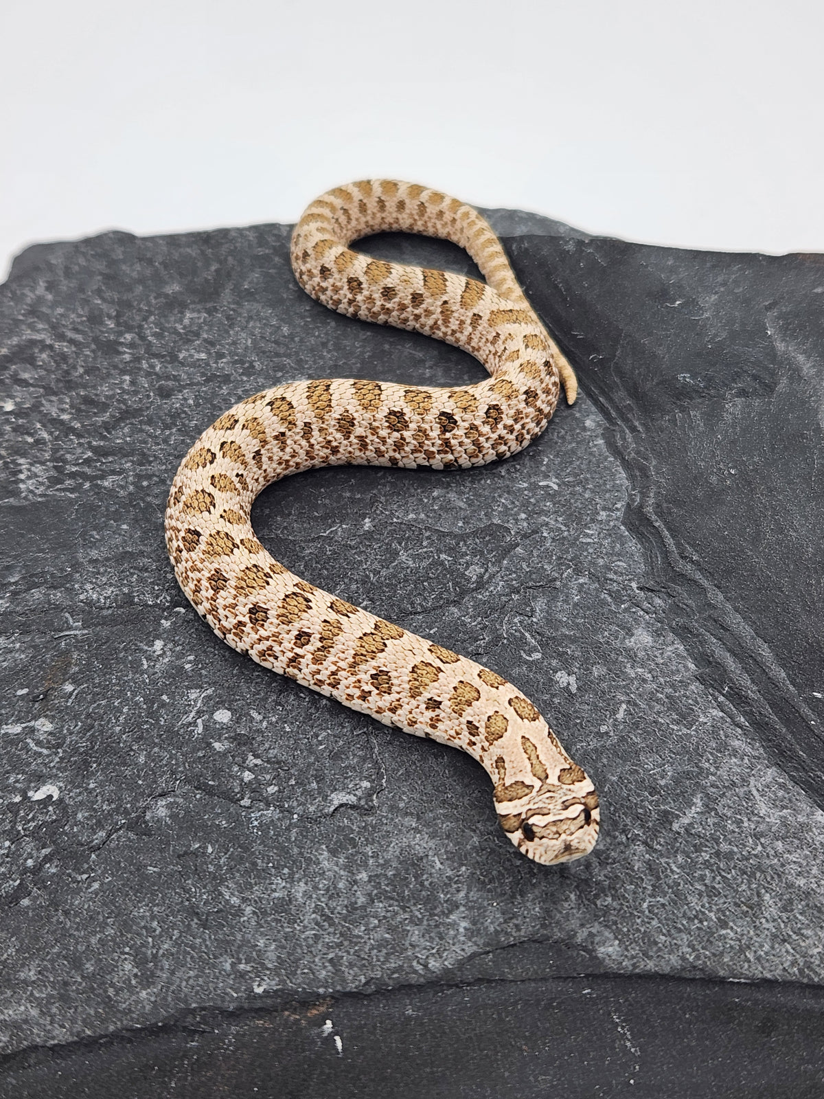 Hognose - Normal - Unsexed