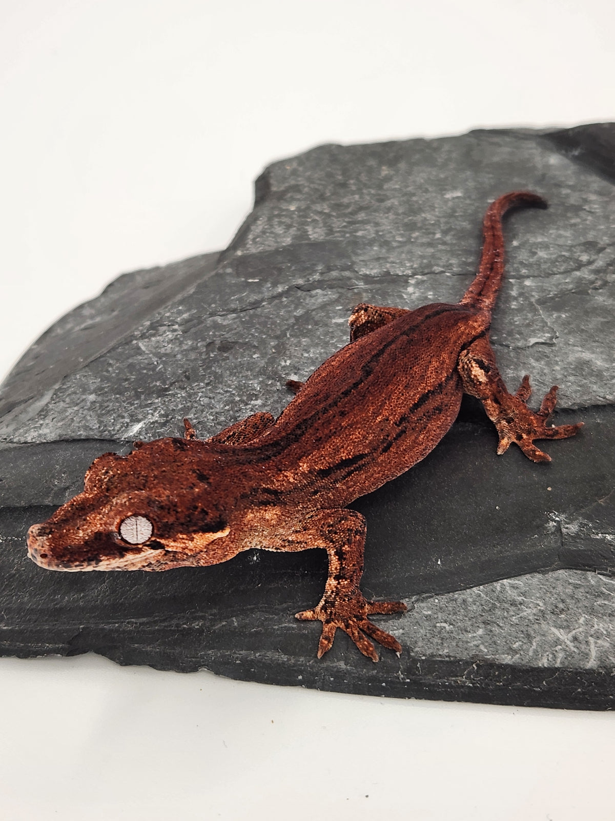 Gargoyle Gecko - Cherry Red x Pink Lady - 7-30-25 - Unsexed