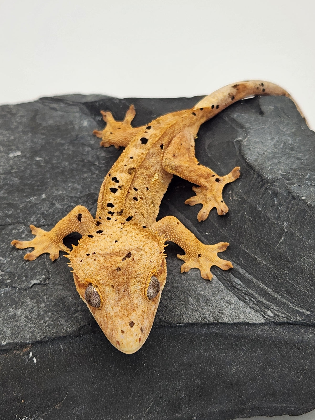 Crested Gecko - Pixel x Poppy - 3-10-24 - Female