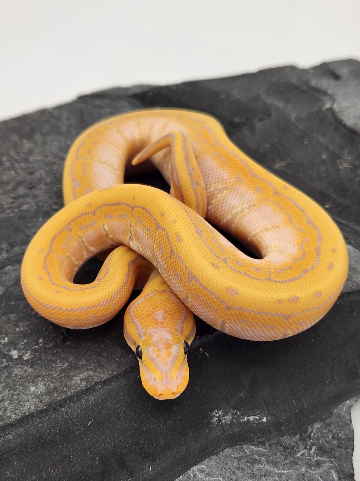 Ball Python - Banana Pinstripe 50PH Tri Stripe - Female