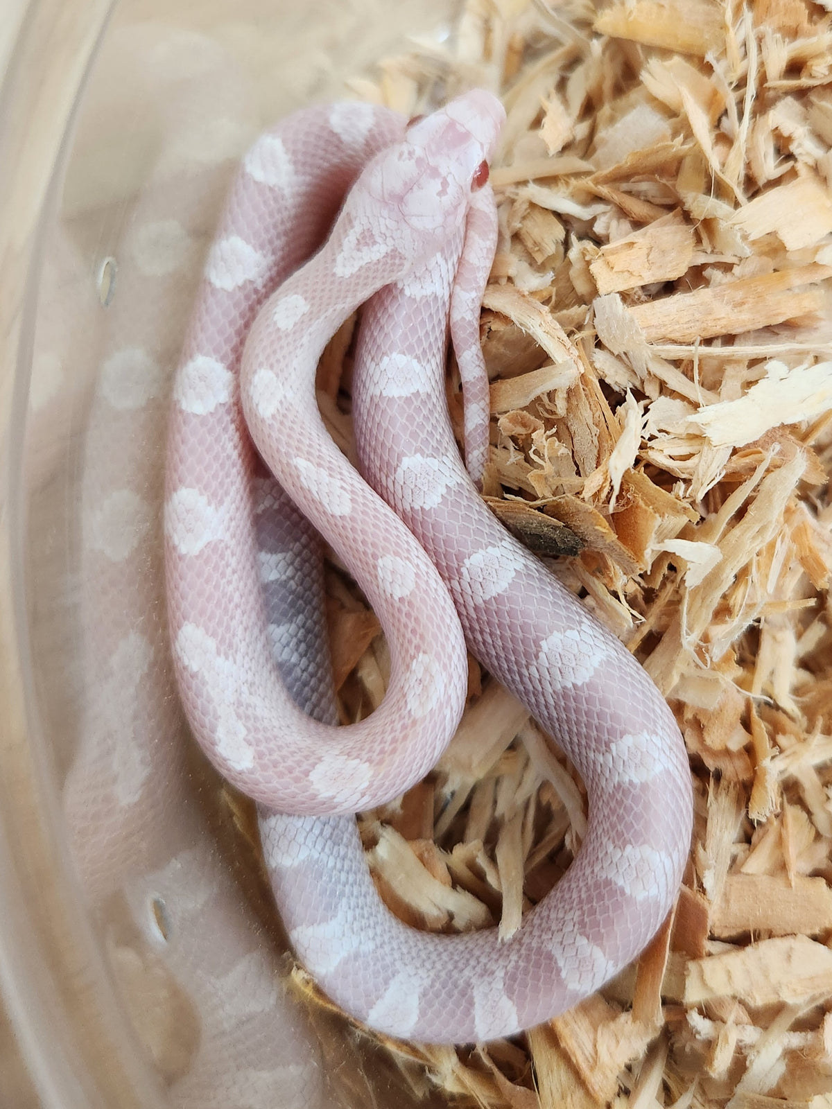 Corn Snake - Pied Sided Diffused Snow Het Hypo - Male