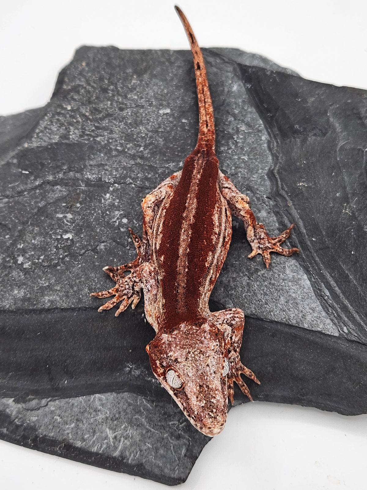 Gargoyle Gecko - Cherry Red x Pink Lady - 6-20-23 - Female