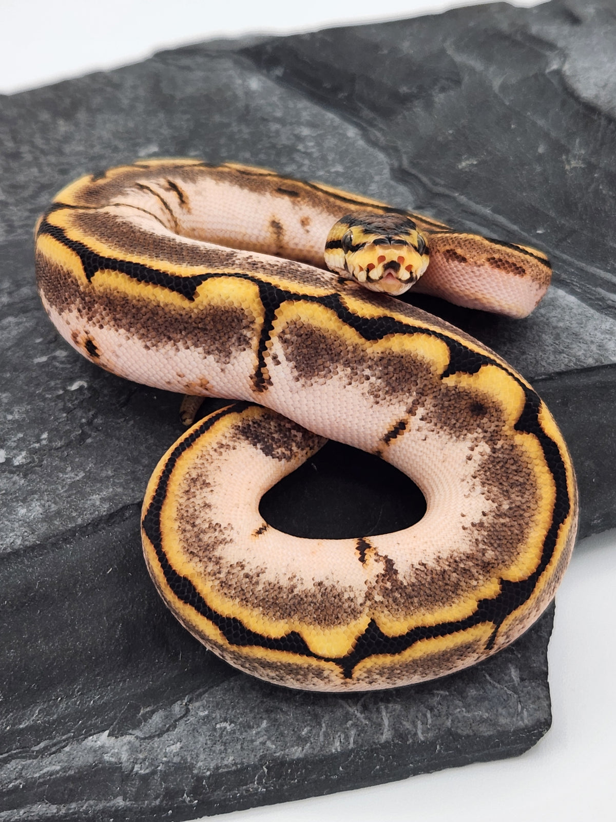Ball Python - Calico Spider - Female