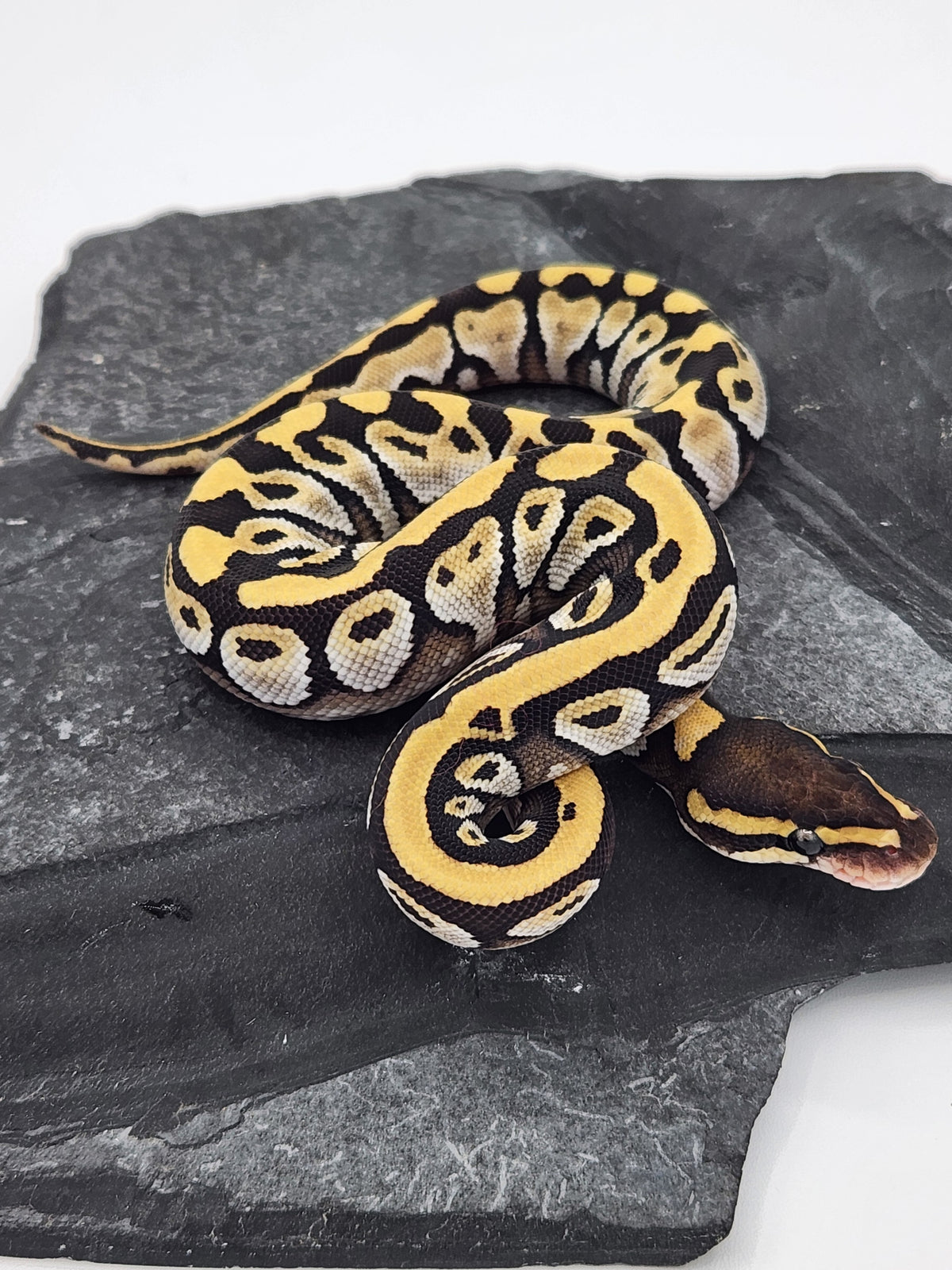 Ball Python - Mojave 4 - Male