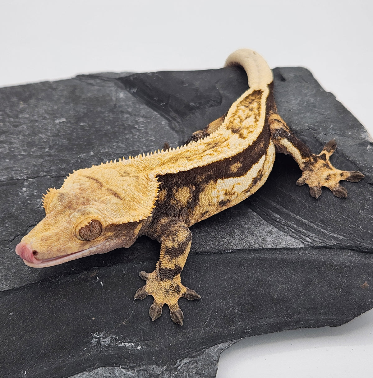 Crested Gecko - Titus x Starfire - 10-16-22 - Female