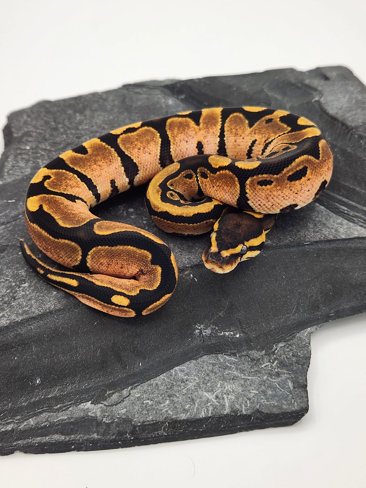 Ball Python - Calico - Female