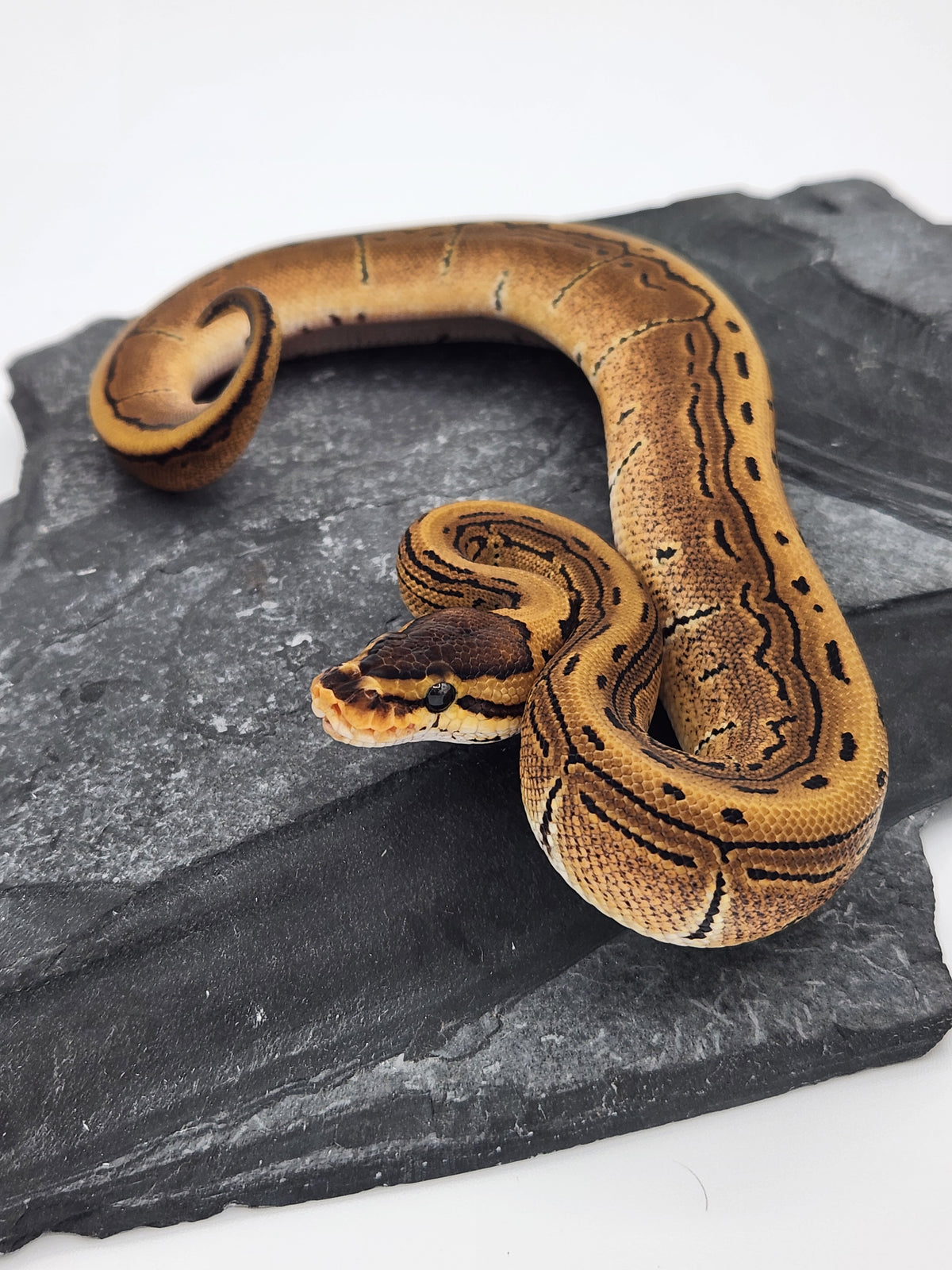 Ball Python - Pinstripe 50PH Tri Stripe - Female