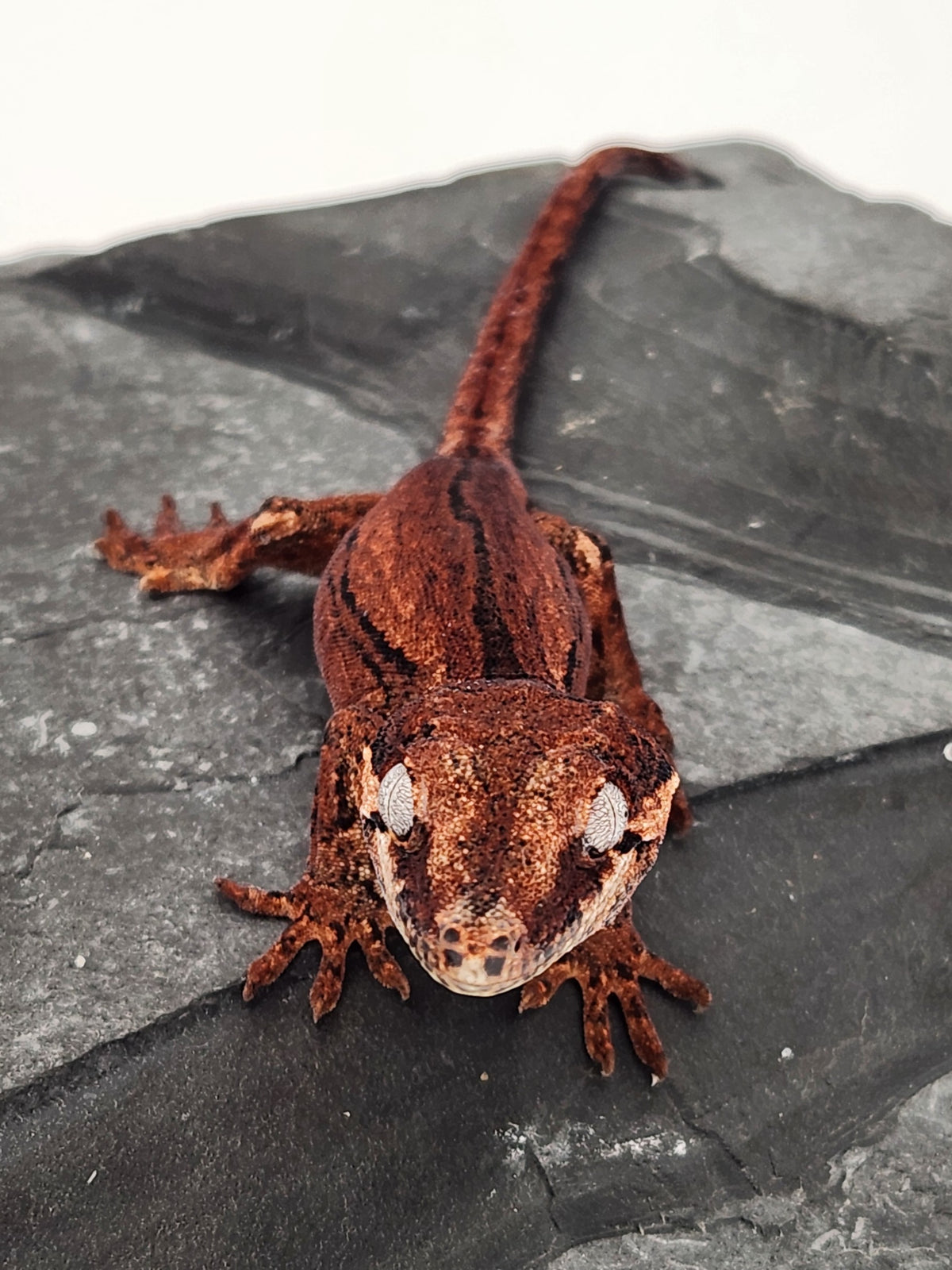 Gargoyle Gecko - Cherry Red x Pink Lady - 7-30-25 - Unsexed