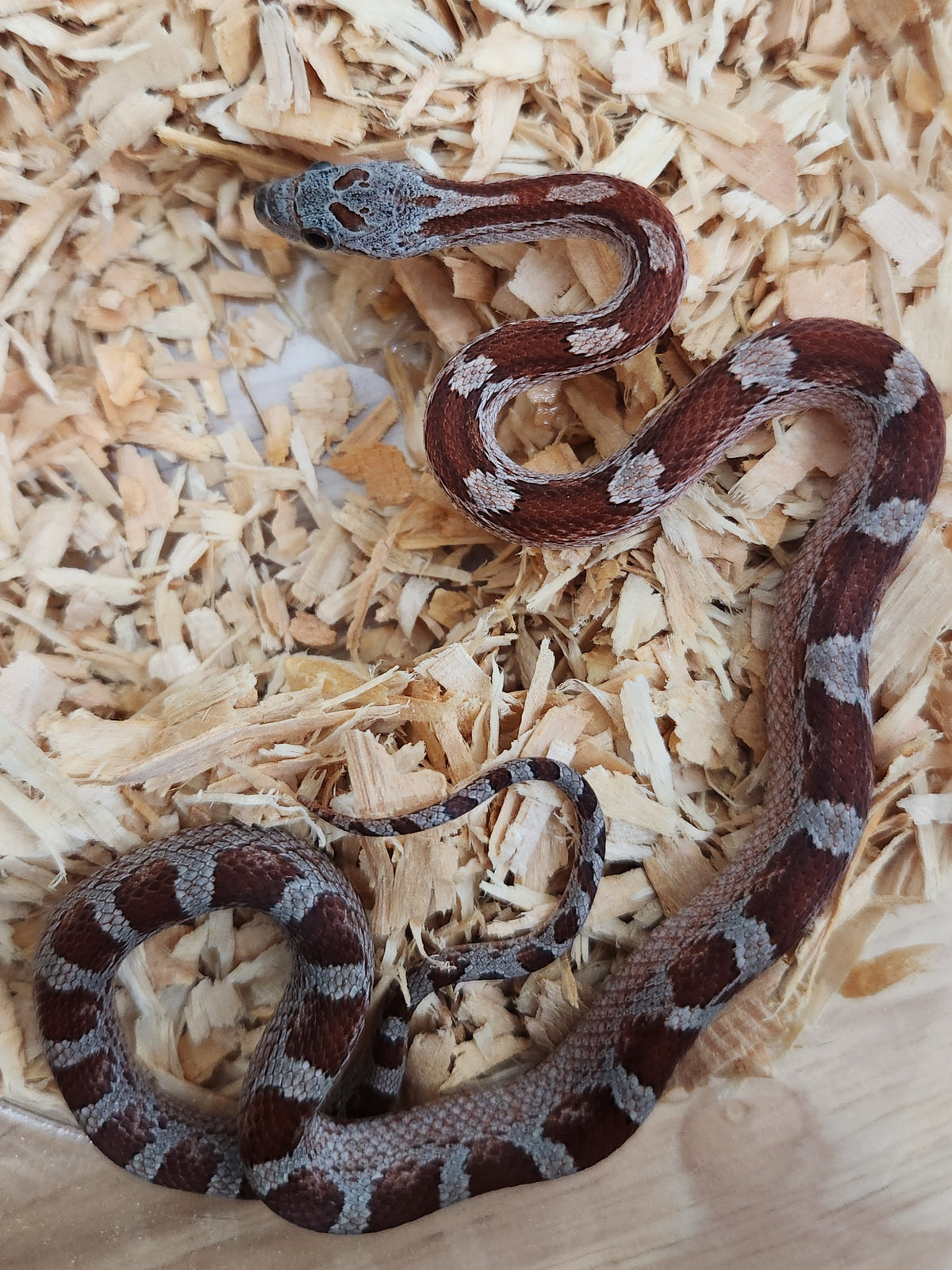 Corn Snake - Bloodred Miami 66PH Sunkissed/Cinder/Caramel/Anery 50PH Hypo - Male