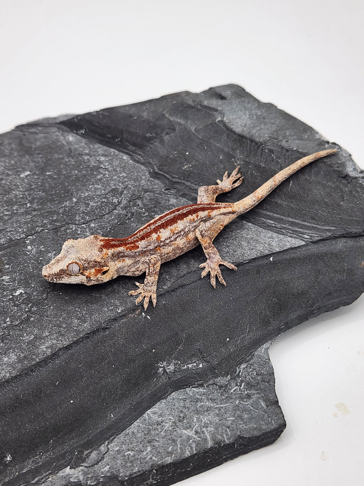 Gargoyle Gecko - Cherry Red x Pink Lady - 2-5-26