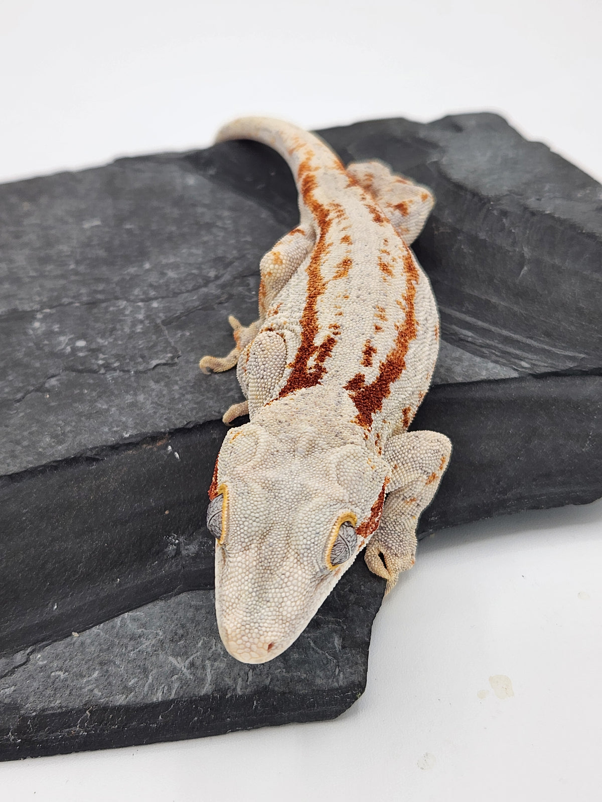 Gargoyle Gecko - Poke - Male