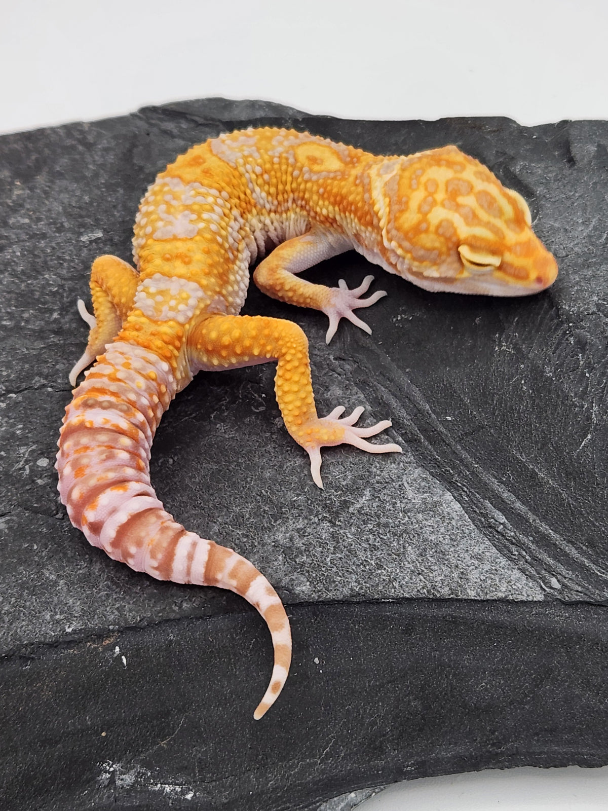 Leopard Gecko - Red Diamond - ER4 - Male
