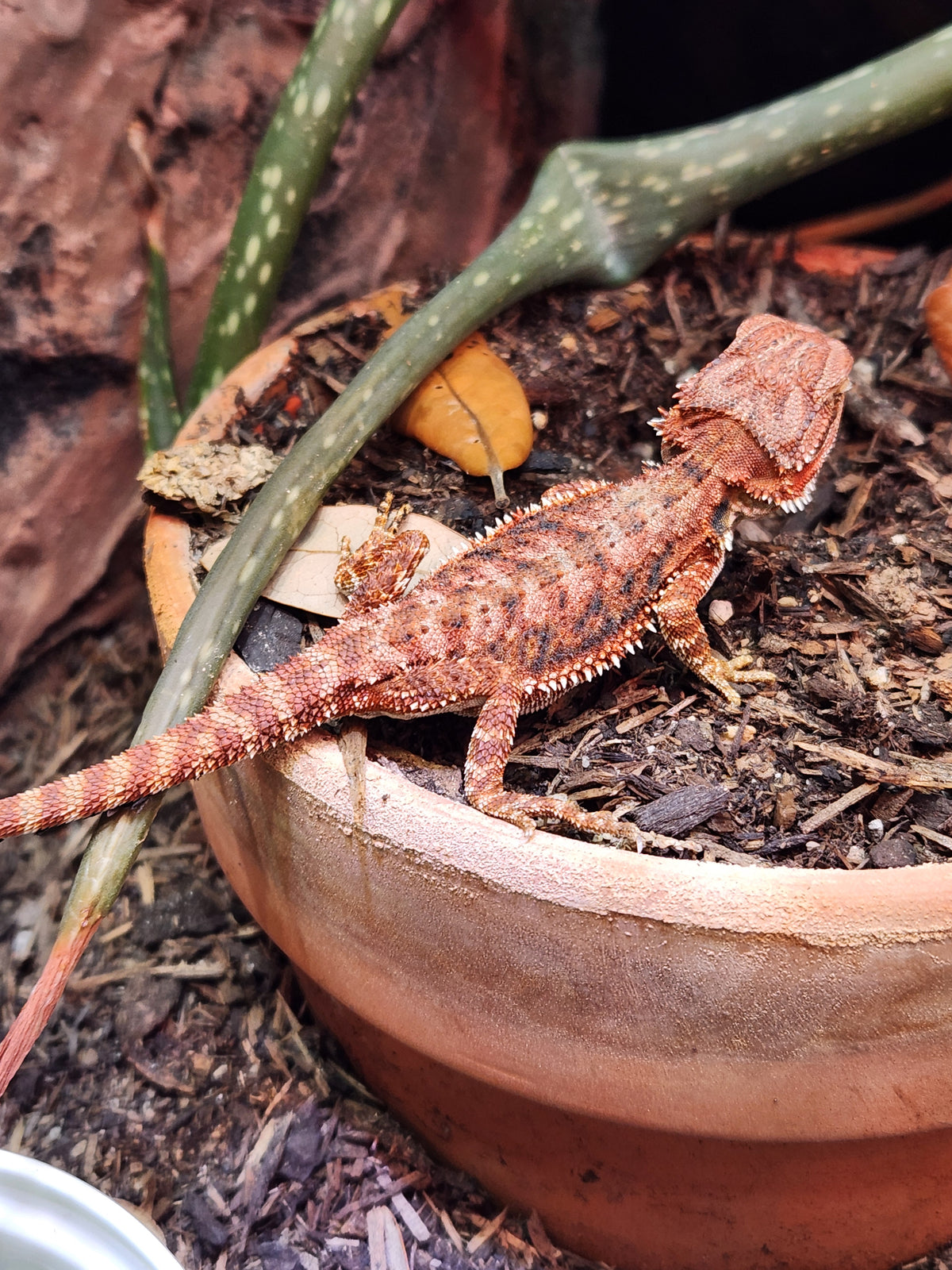Bearded Dragon - Monster Red - Unsexed