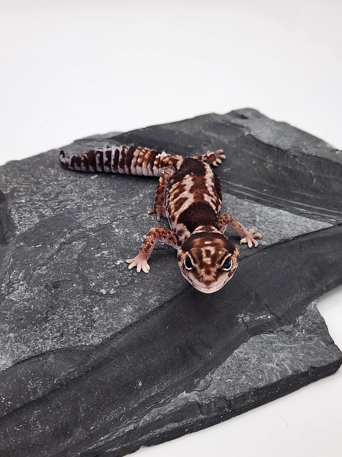 African Fat-Tailed Gecko - Aberrant Whiteout - Female