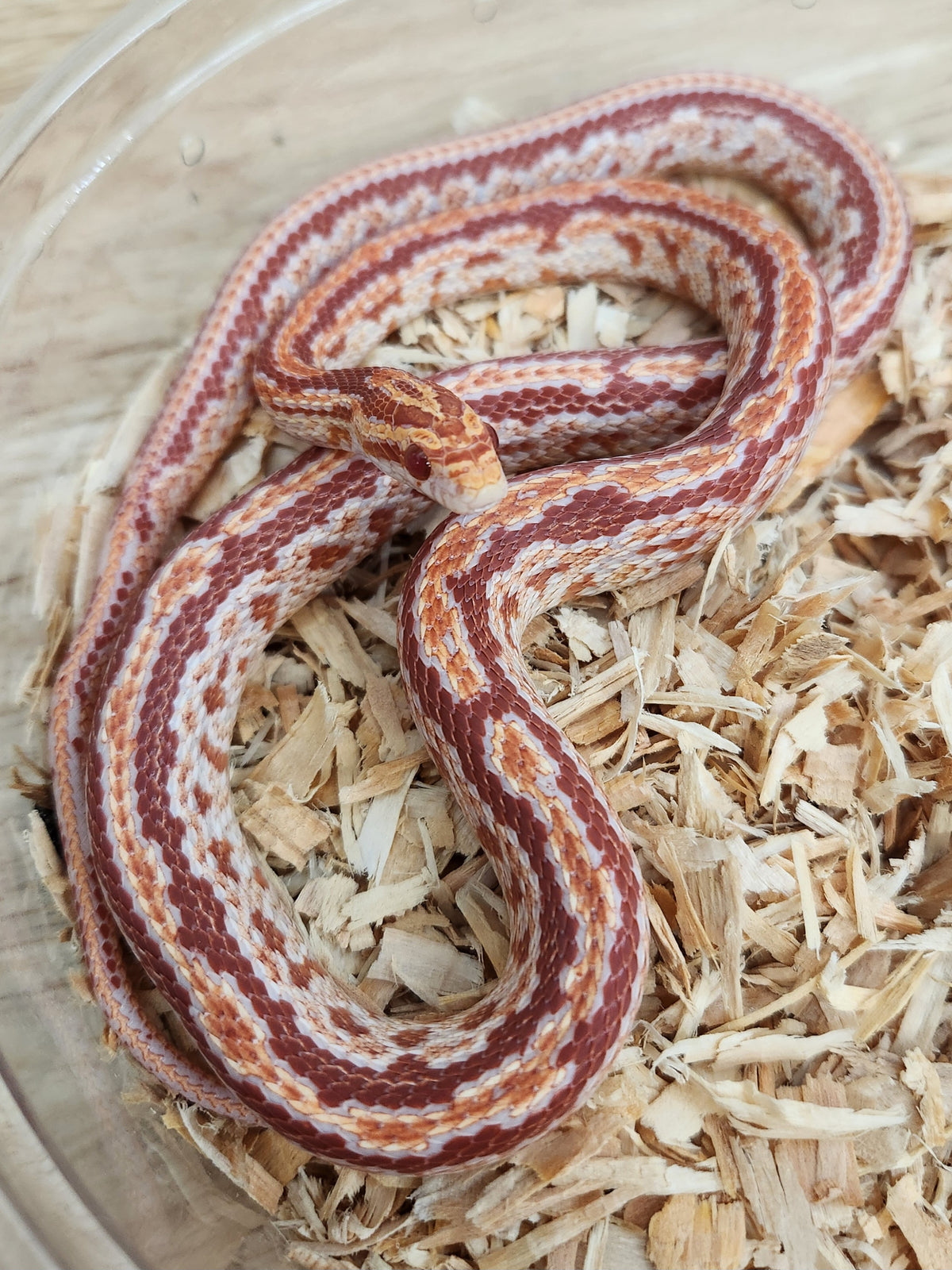 Corn Snake - Amel Cherry Tessera - Female