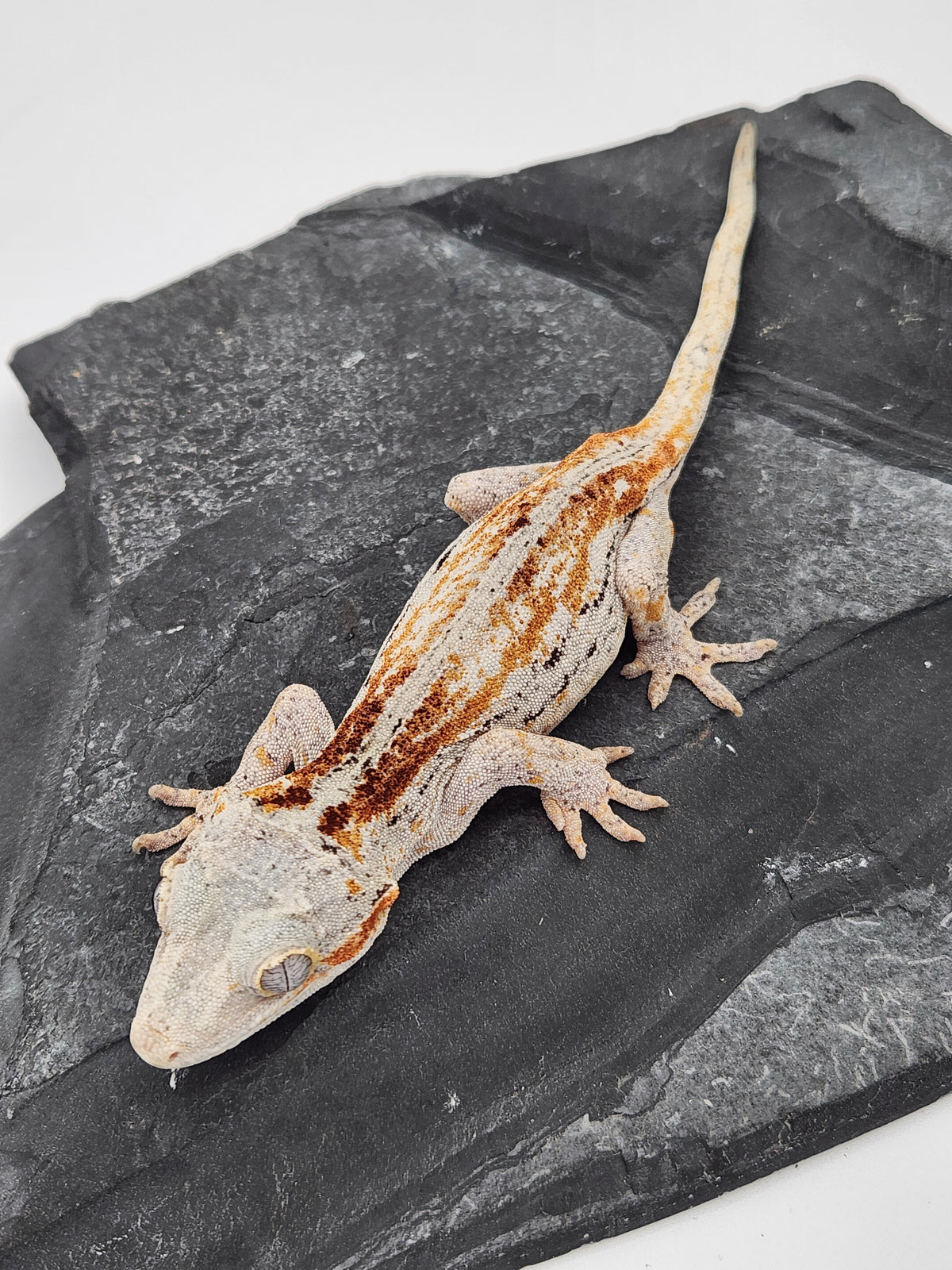 Gargoyle Gecko - Griffin x Licorice - 8-28-23 - Female A