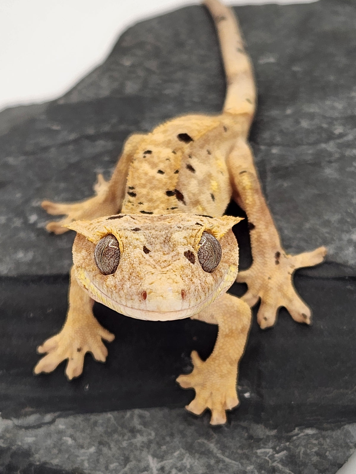 Crested Gecko - Pixel x Poppy - 1-5-24 - Female