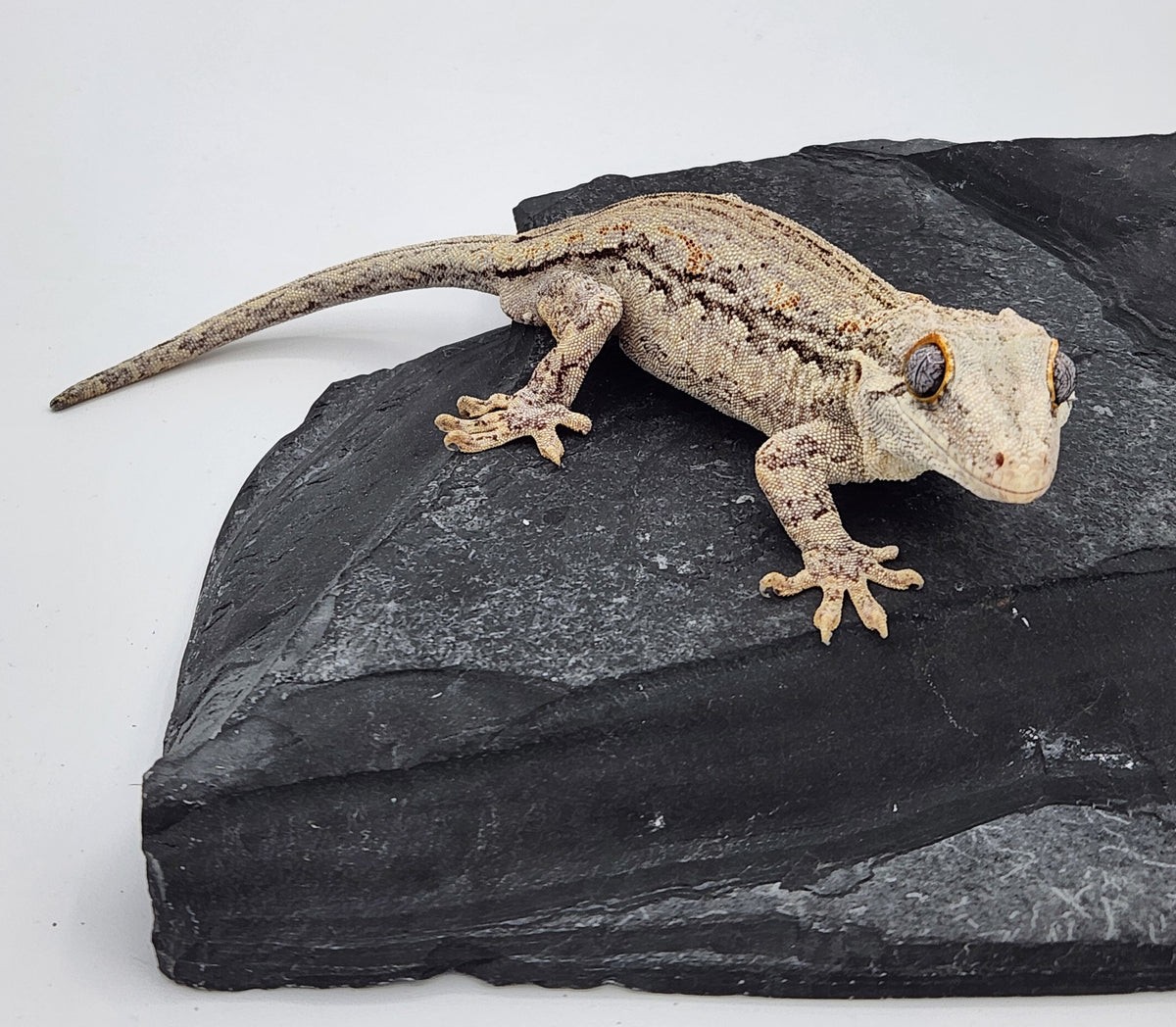 Gargoyle Gecko - Lava x Ghost "Flower" - Male - 10-17-17
