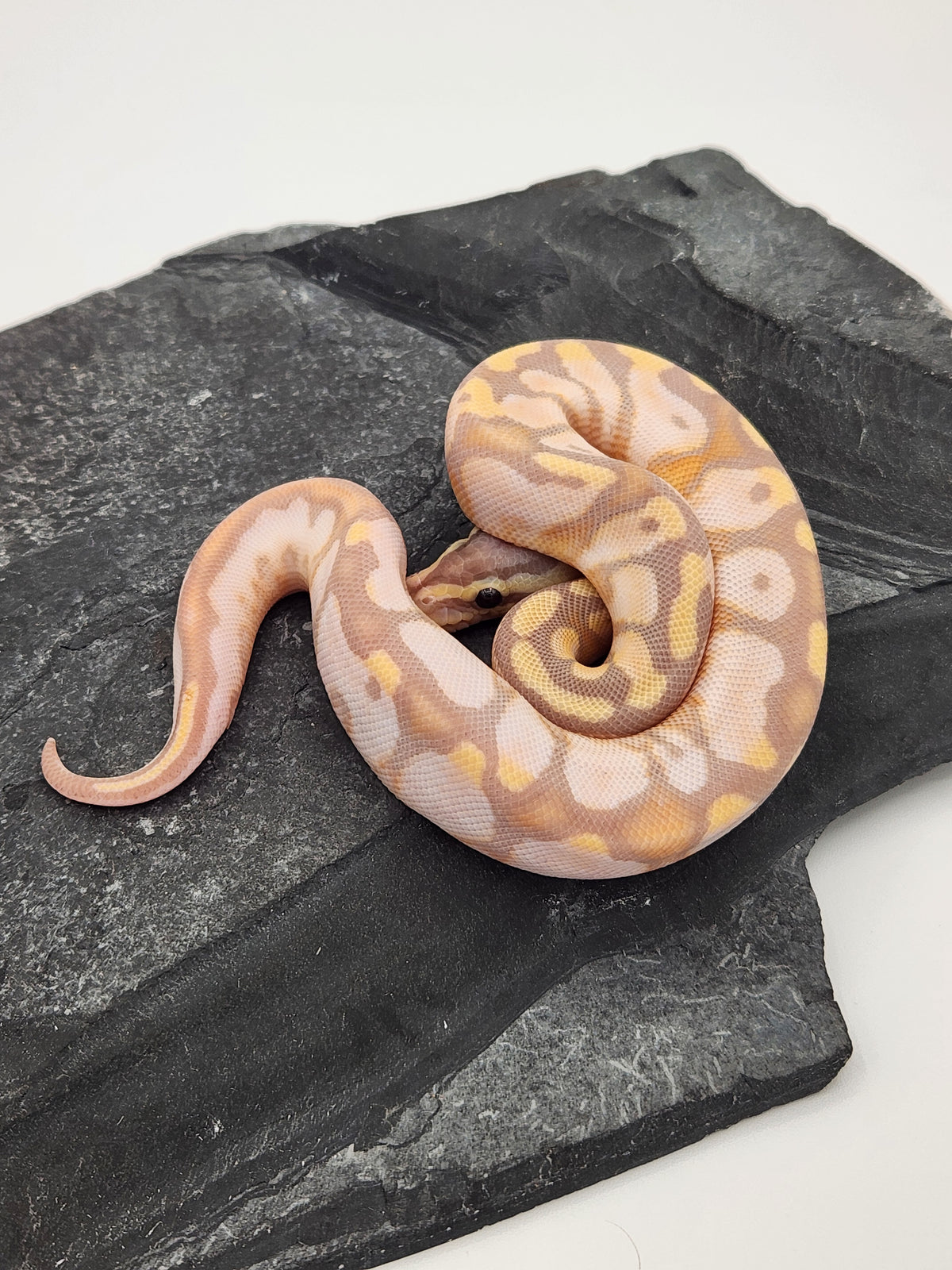 Ball Python - Banana Calico Pastel - Male