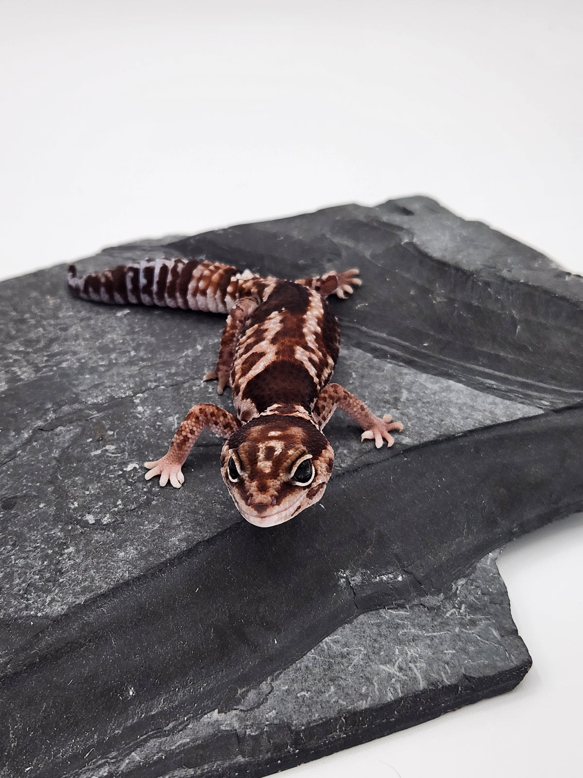 African Fat-Tailed Gecko - Aberrant Whiteout - Female