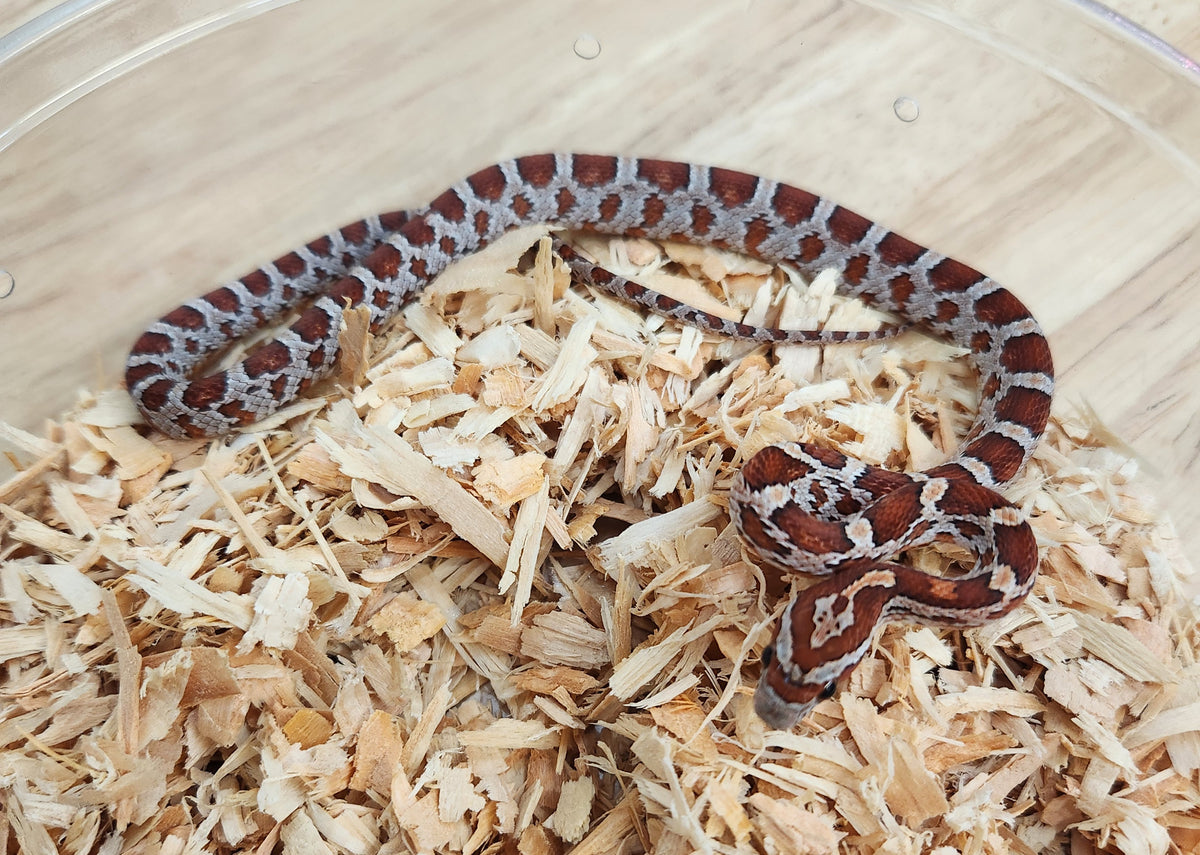 Corn Snake - Classic 66PH Palmetto 50PH Microscale/Scaleless/Amel