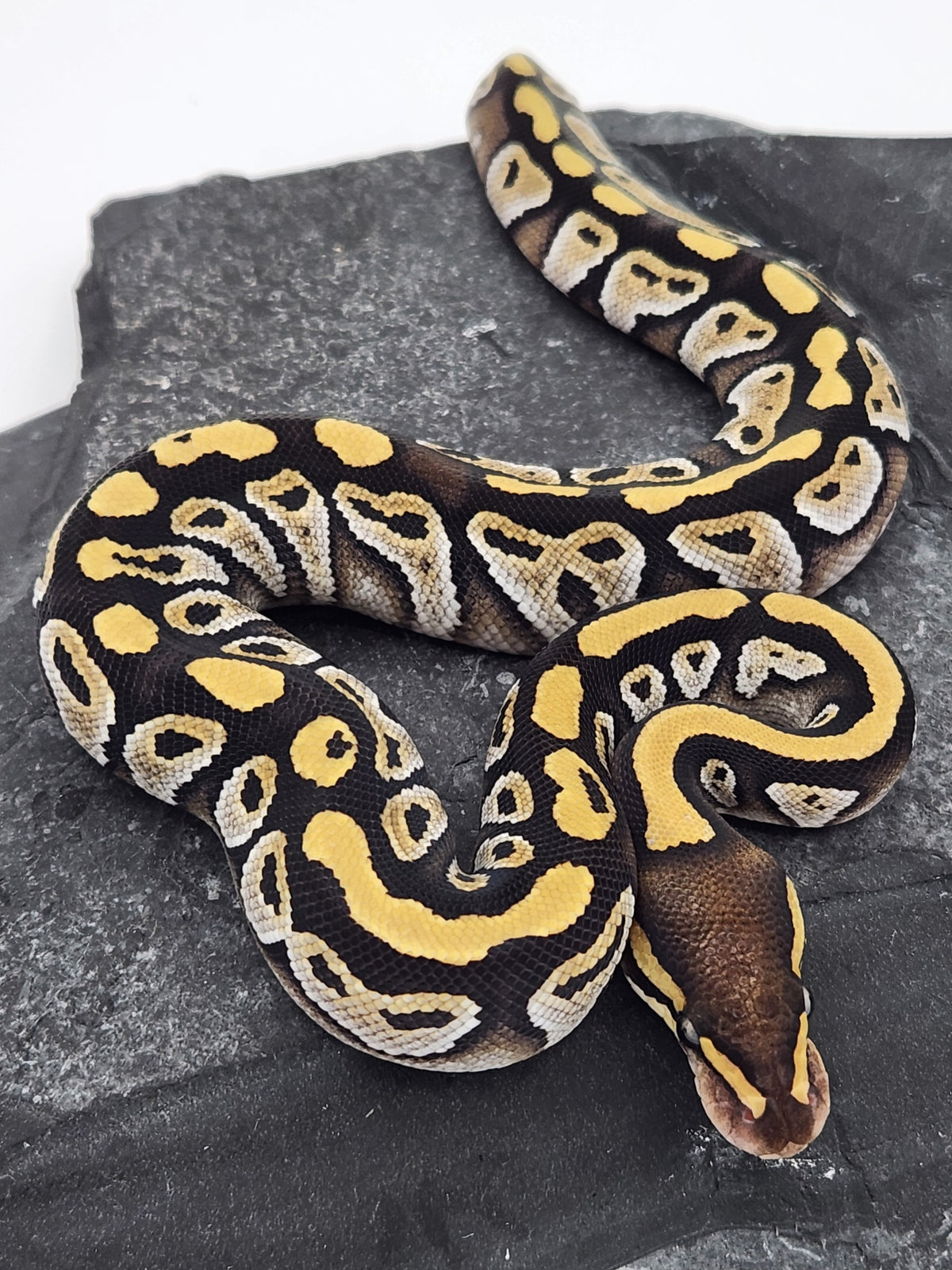 Ball Python - Mojave 3 - Female