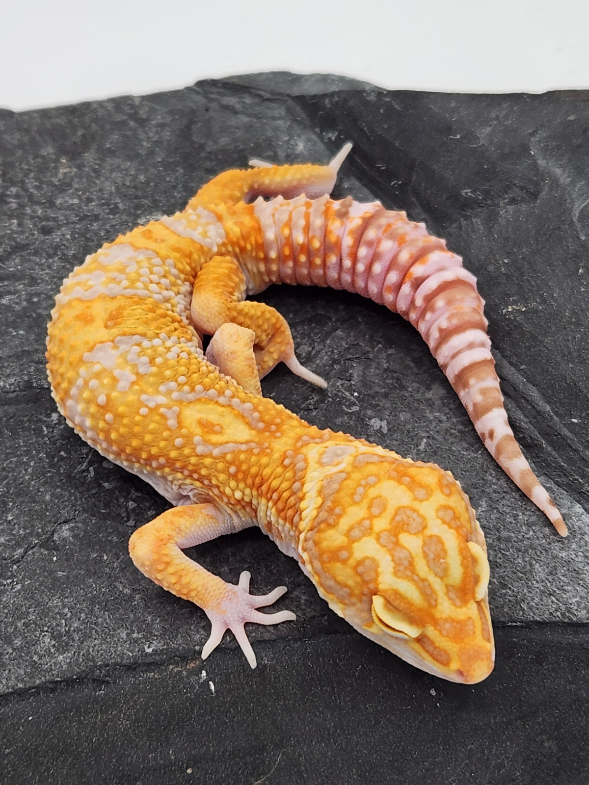 Leopard Gecko - Red Diamond - ER4 - Male