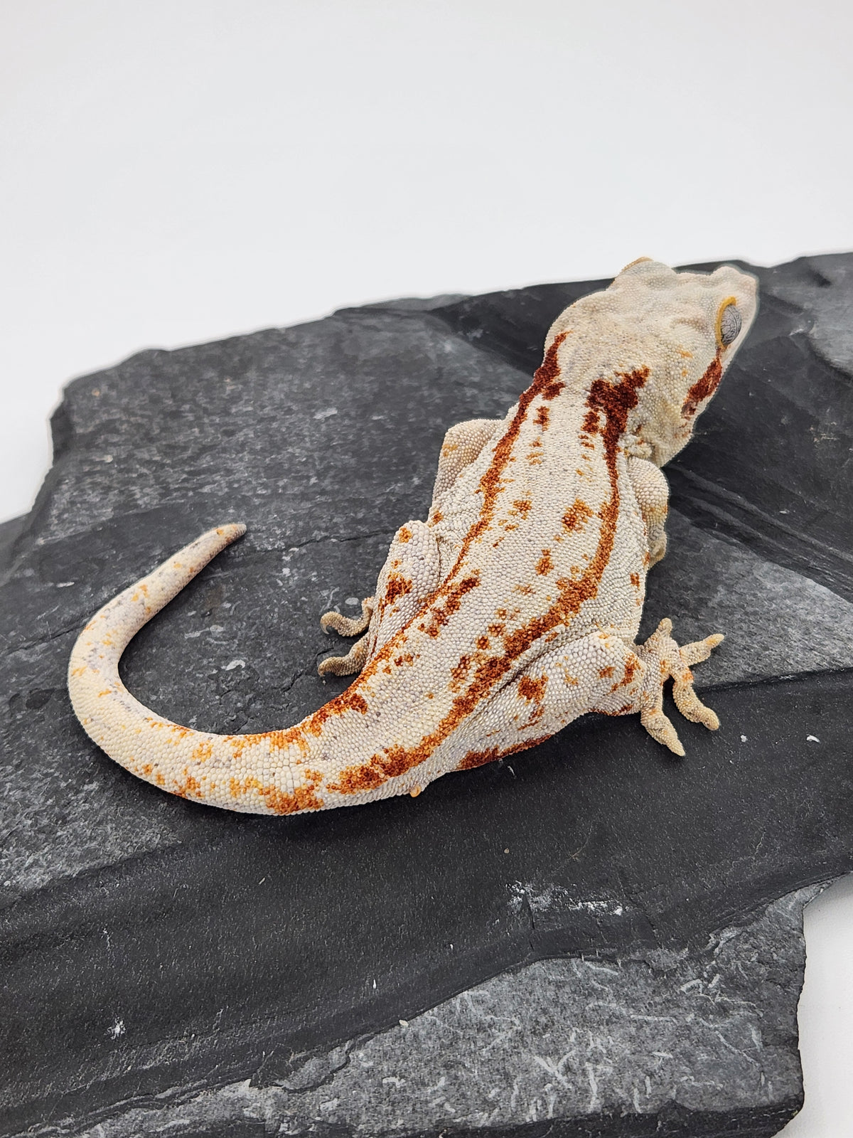 Gargoyle Gecko - Poke - Male