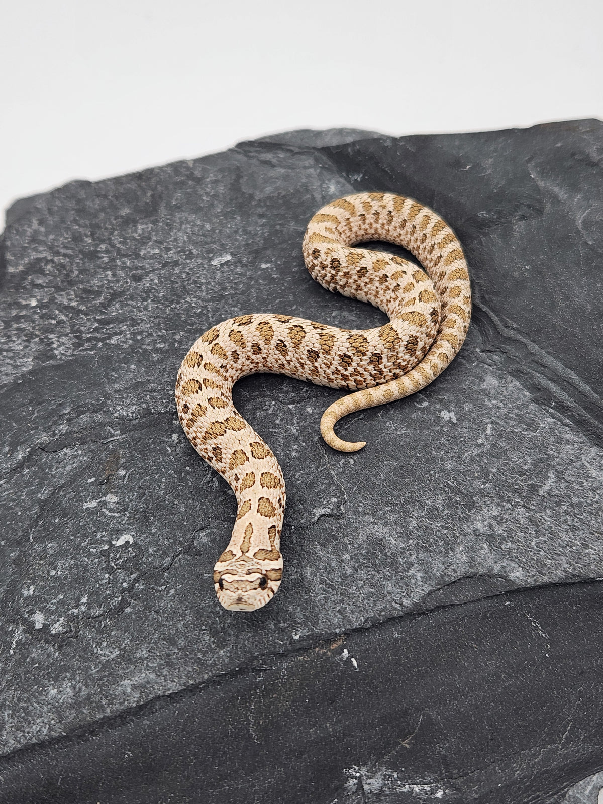 Hognose - Normal - Unsexed