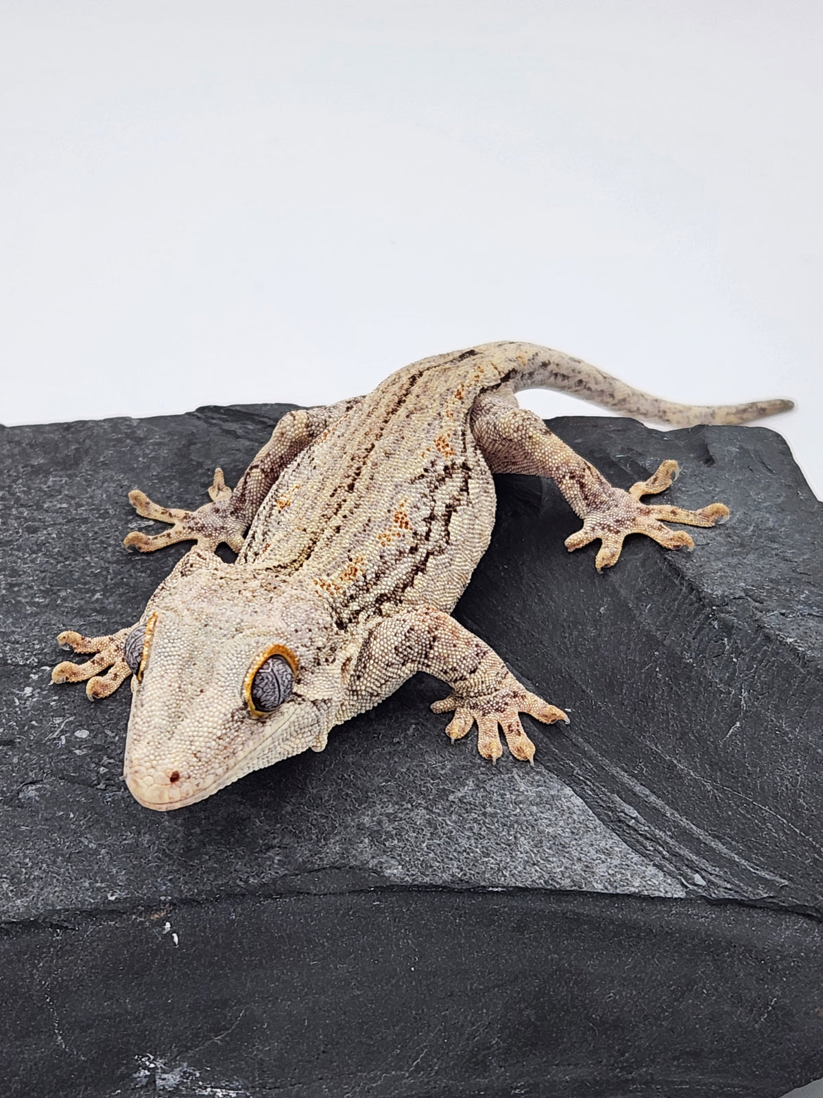 Gargoyle Gecko - Lava x Ghost "Flower" - Male - 10-17-17