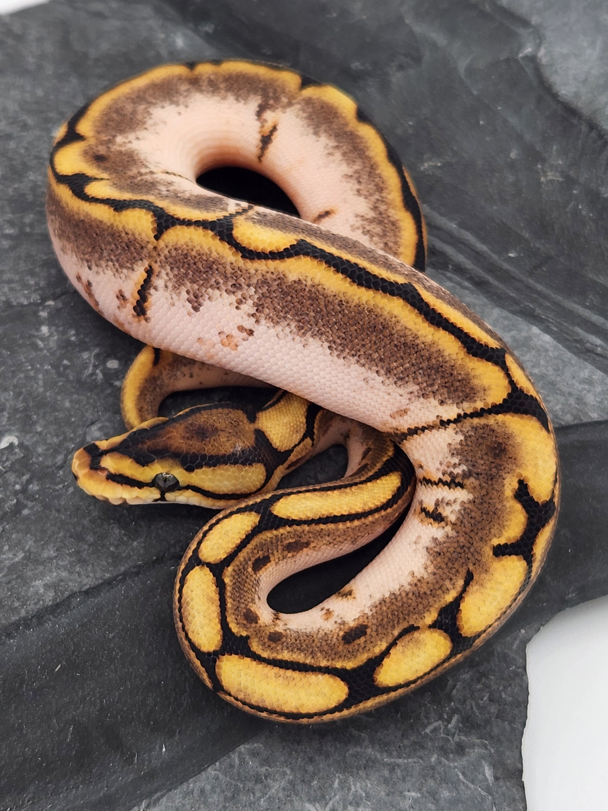 Ball Python - Calico Spider - Female