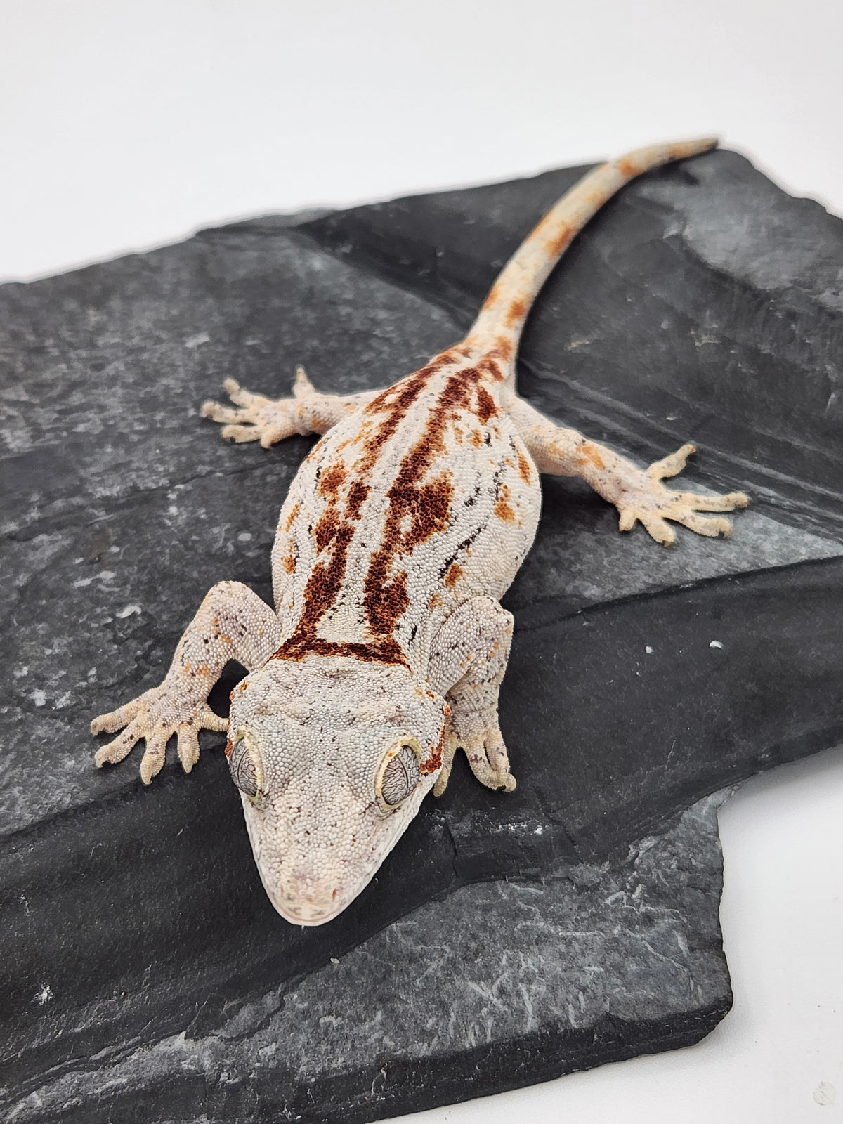 Gargoyle Gecko - Griffin x Licorice - 10-4-23 - Female