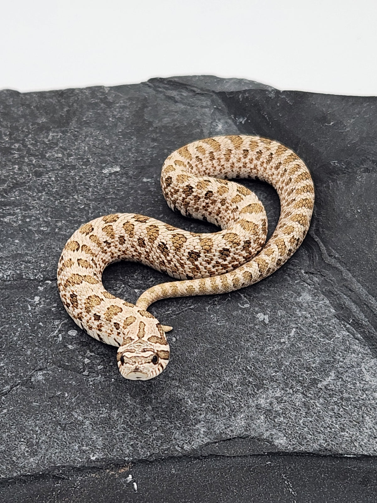 Hognose - Normal - Unsexed