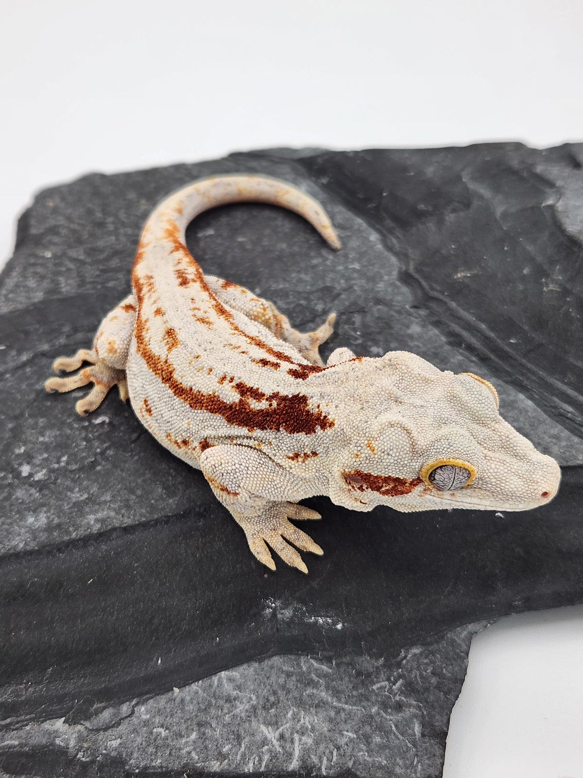Gargoyle Gecko - Poke - Male