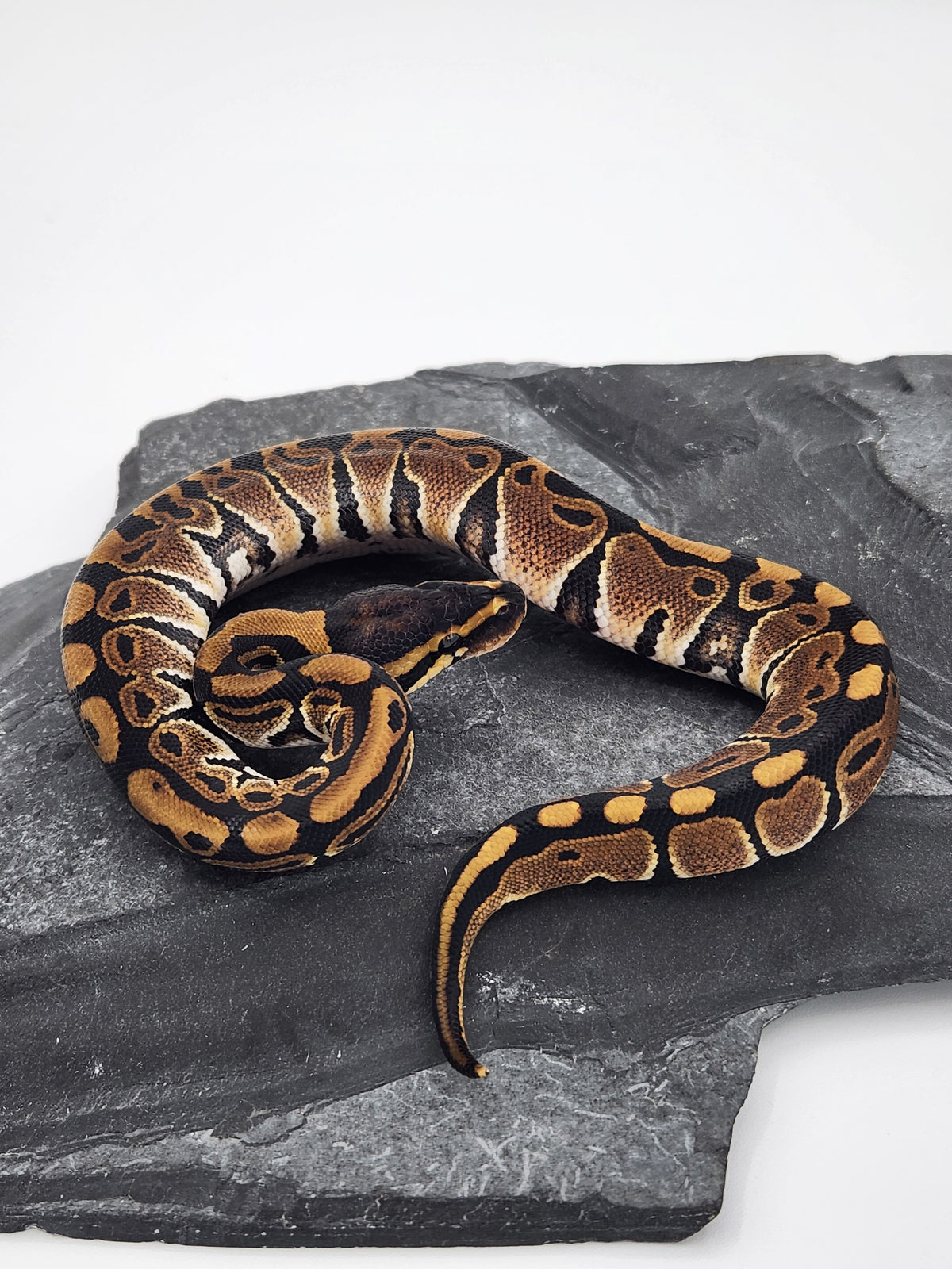 Ball Python - Normal 50PH Tri Stripe - Male
