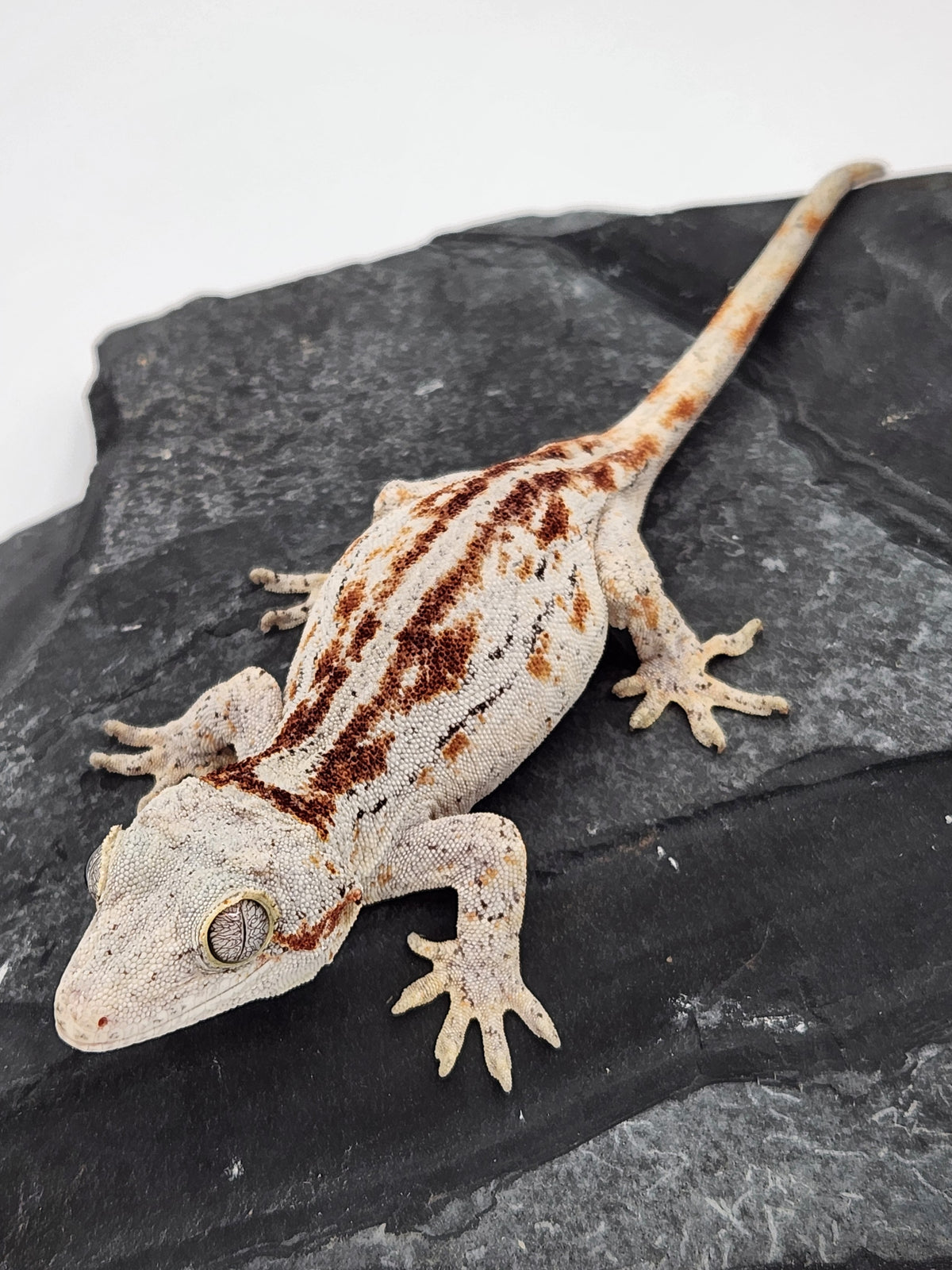 Gargoyle Gecko - Griffin x Licorice - 10-4-23 - Female