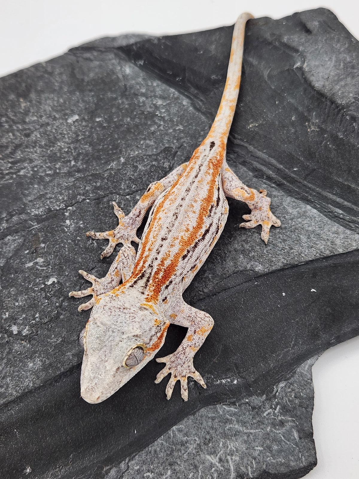 Gargoyle Gecko - Griffin x Licorice - 8-28-23 - Female B