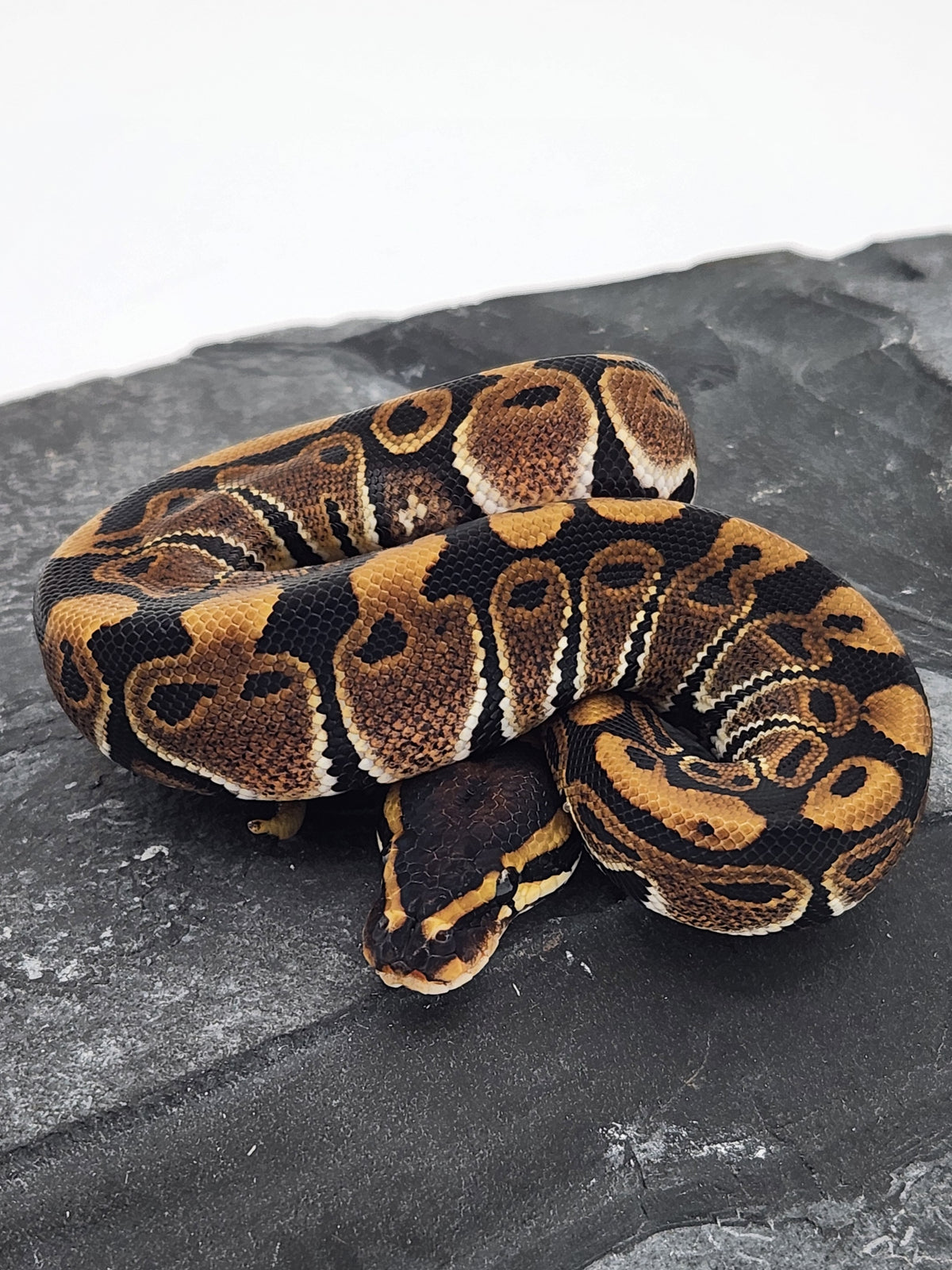 Ball Python - Normal 50PH Tri Stripe - Male