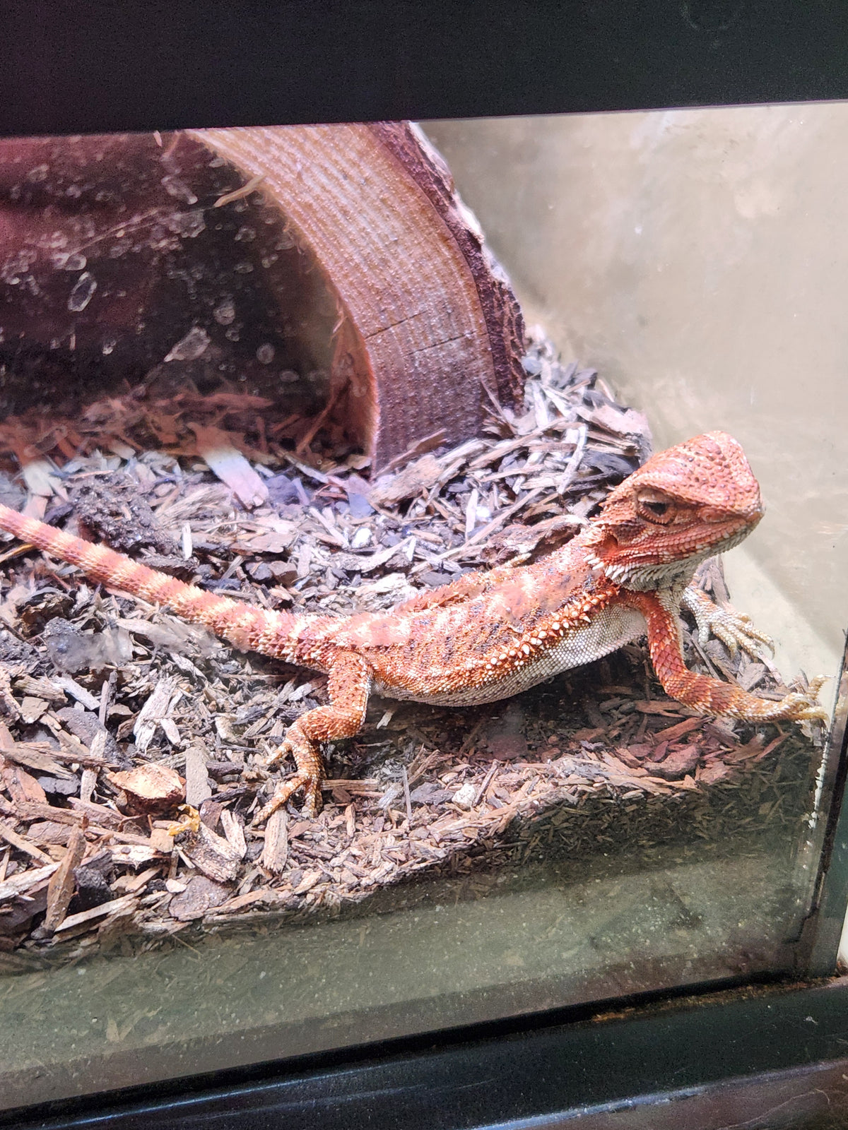 Bearded Dragon - Monster Red - Unsexed